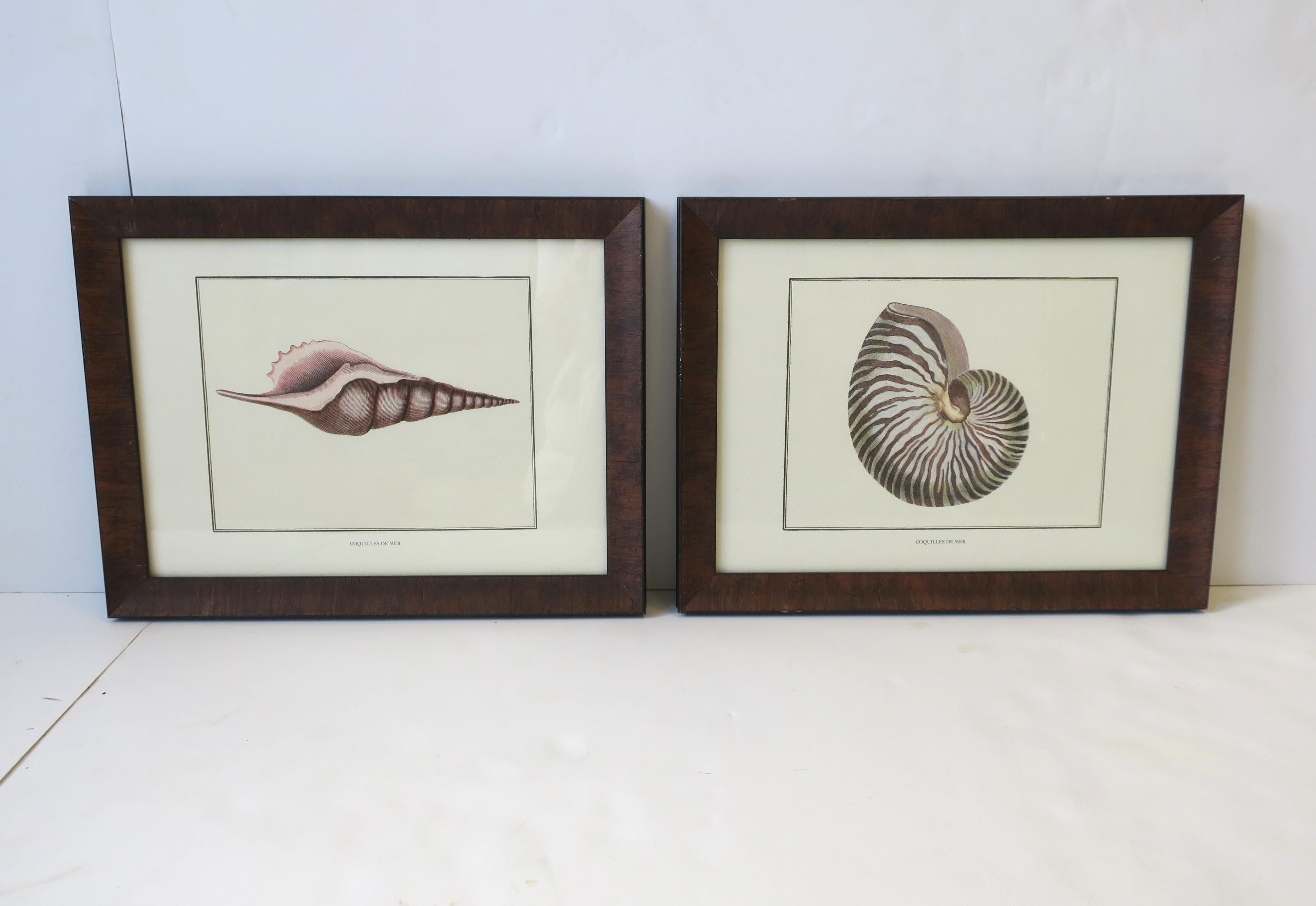 Italian Nautilus Seashell Print Artwork Wall Art For Sale 4