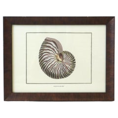 Retro Italian Nautilus Seashell Print Artwork Wall Art