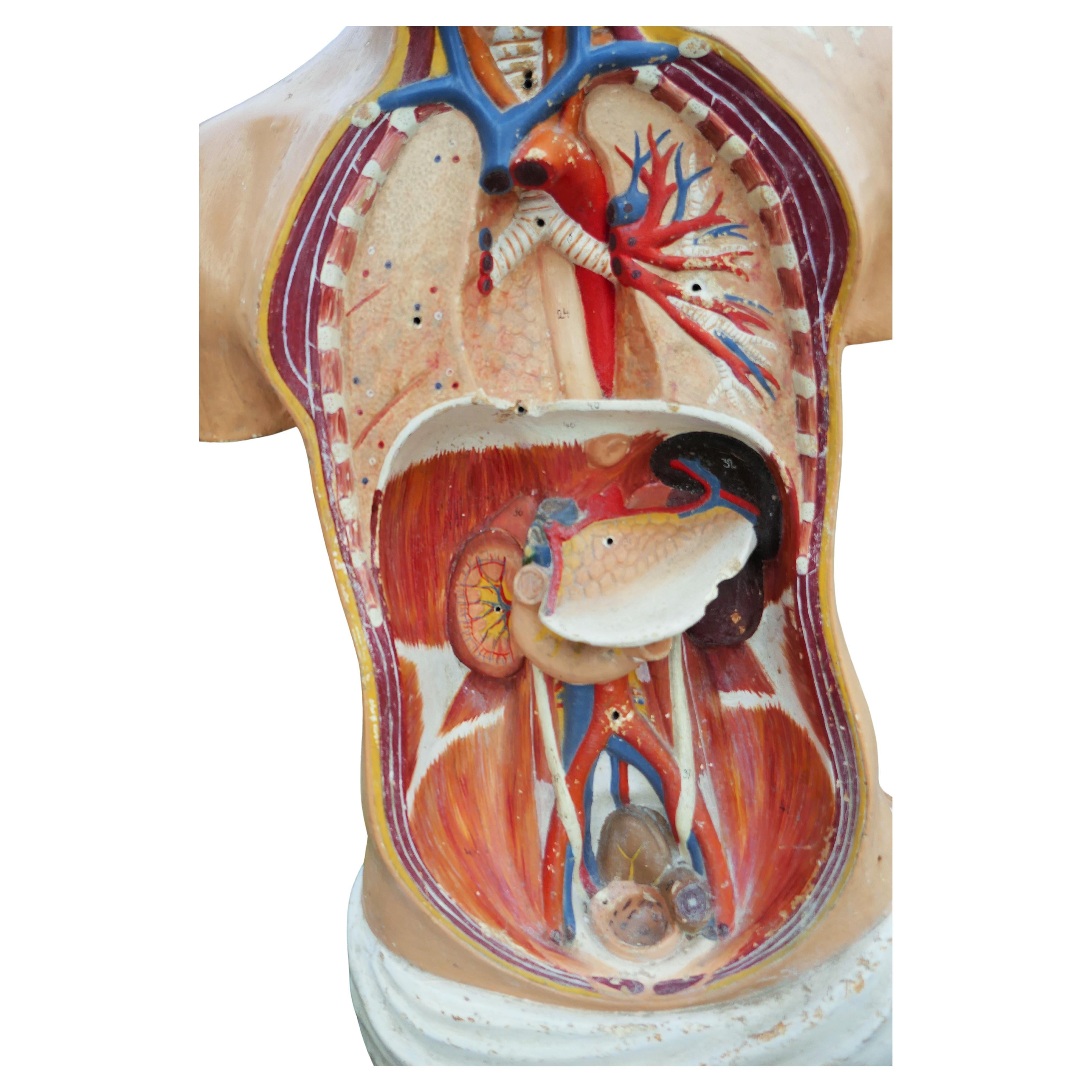 Italian or German anatomical bust. For Sale 5
