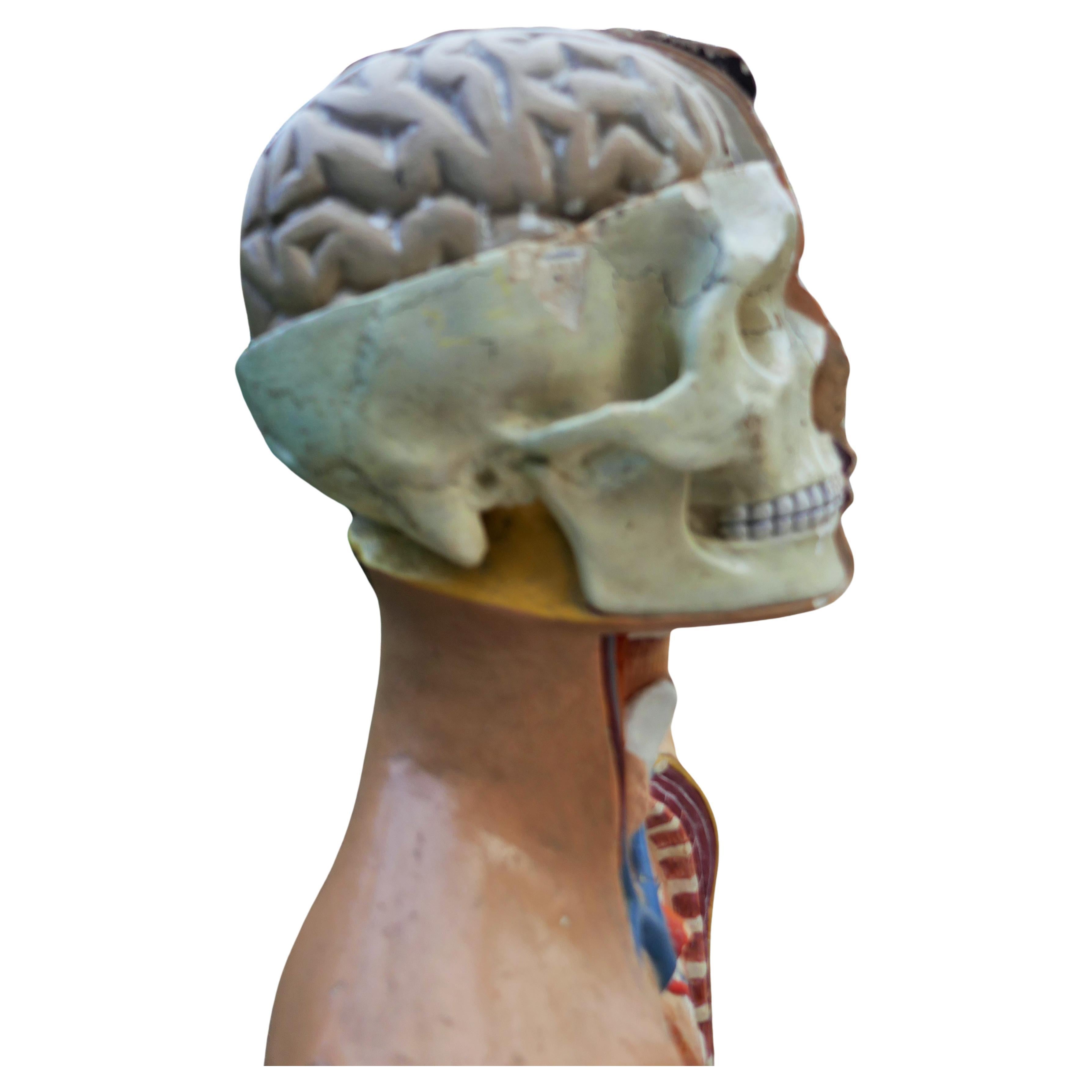 Italian or German anatomical bust. For Sale 6