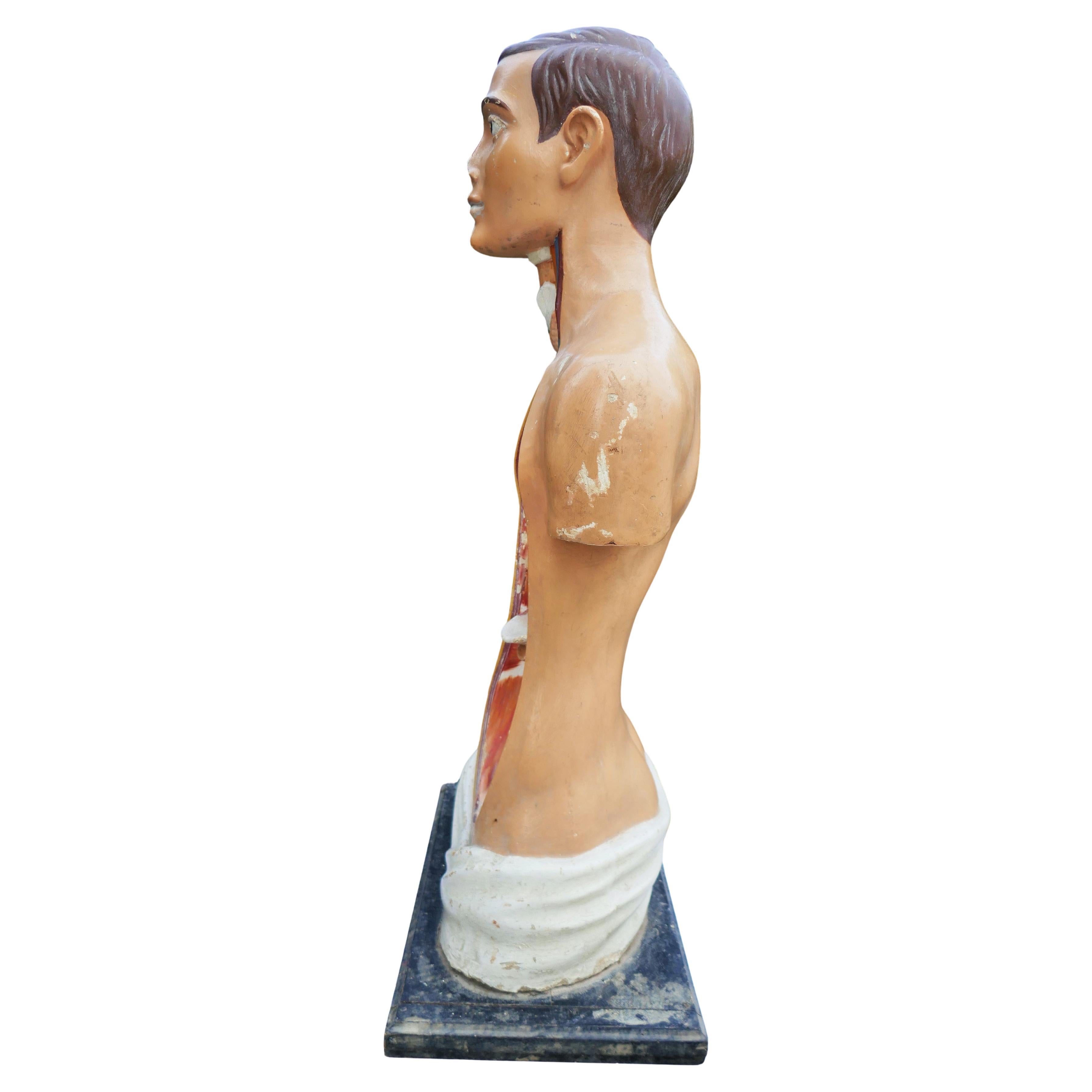 Italian or German anatomical bust. For Sale 7