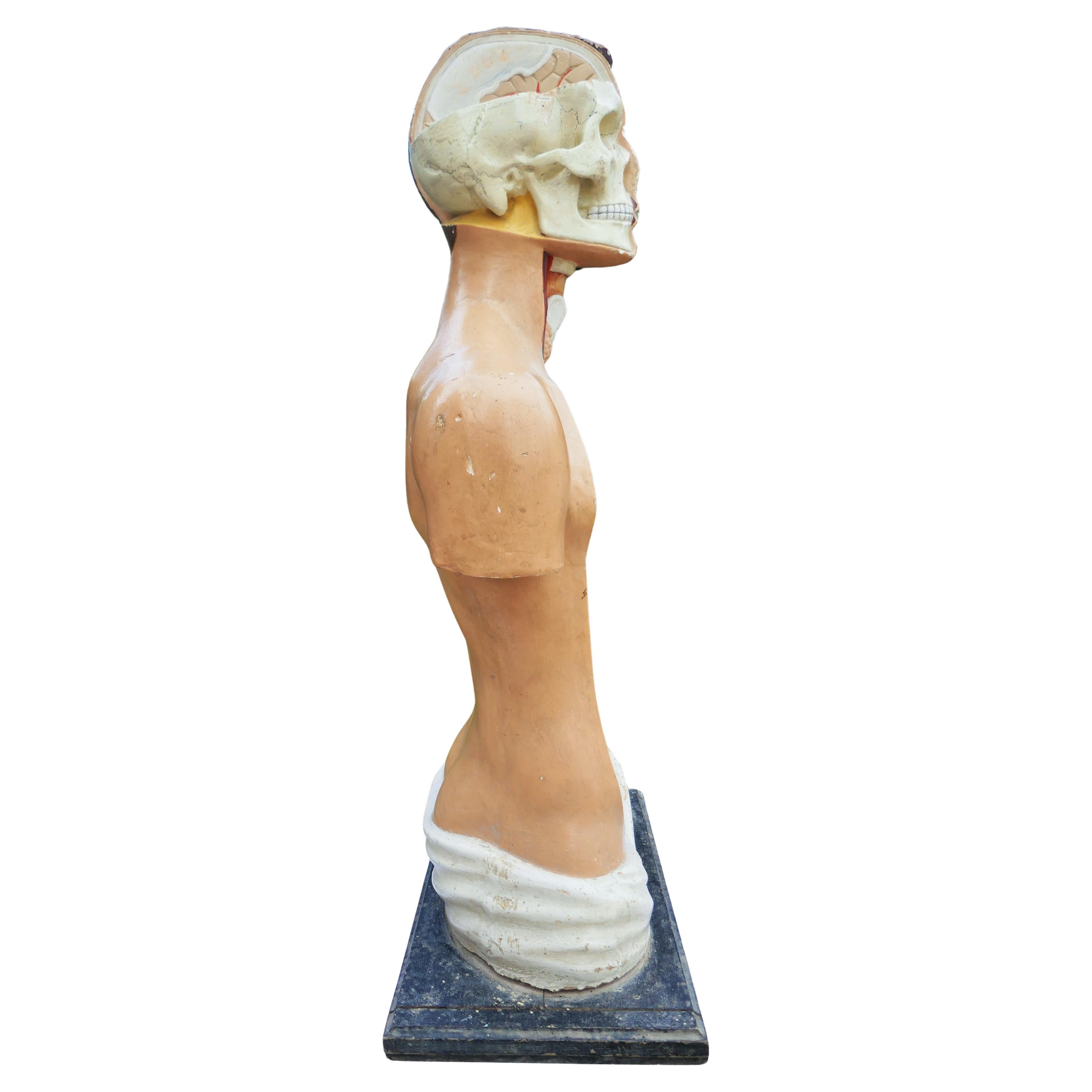 Italian or German anatomical bust. For Sale 8