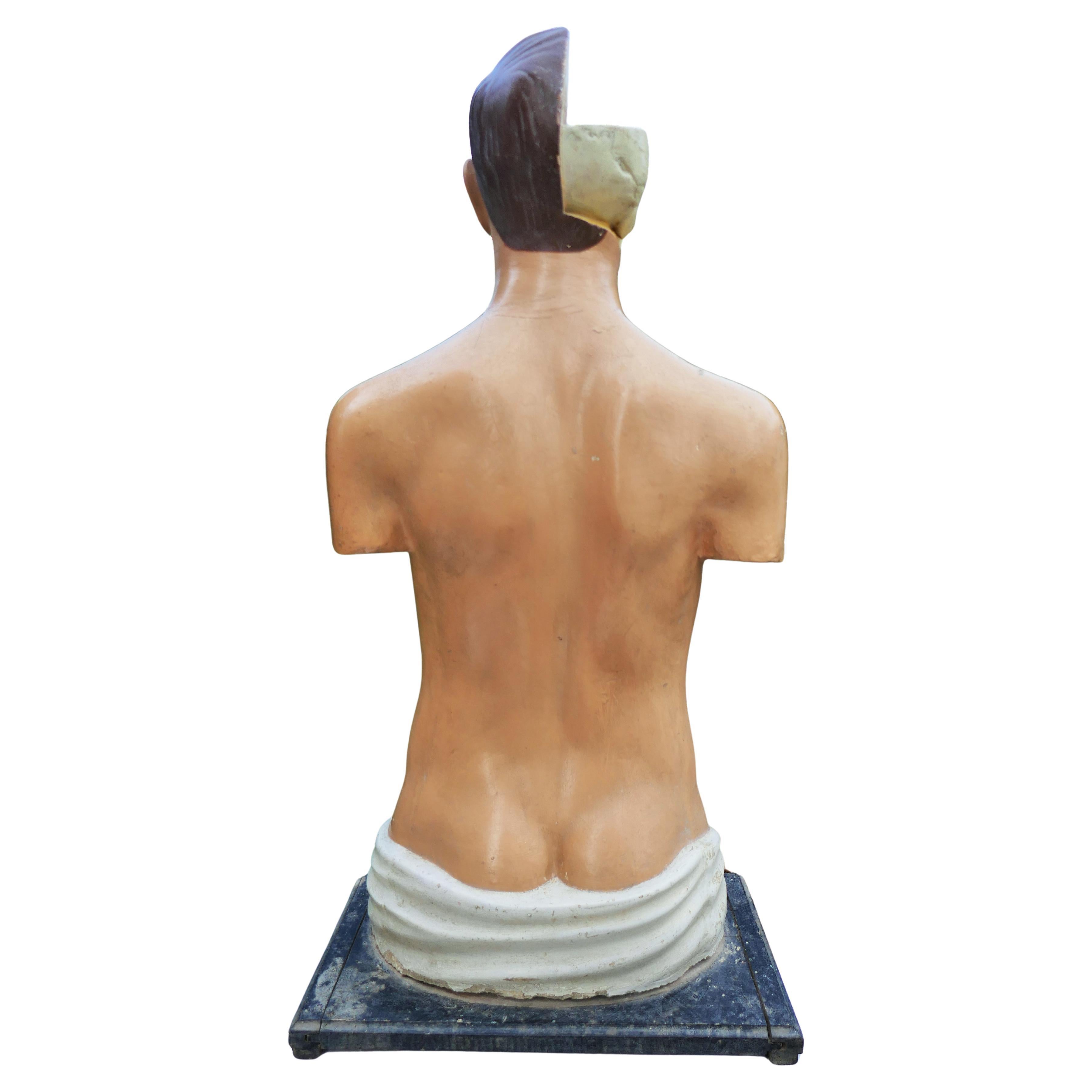 Italian or German anatomical bust.
The profile photos are without organs.
The measurements refer to the wooden base.
The conditions are as per the photos.
Thank you