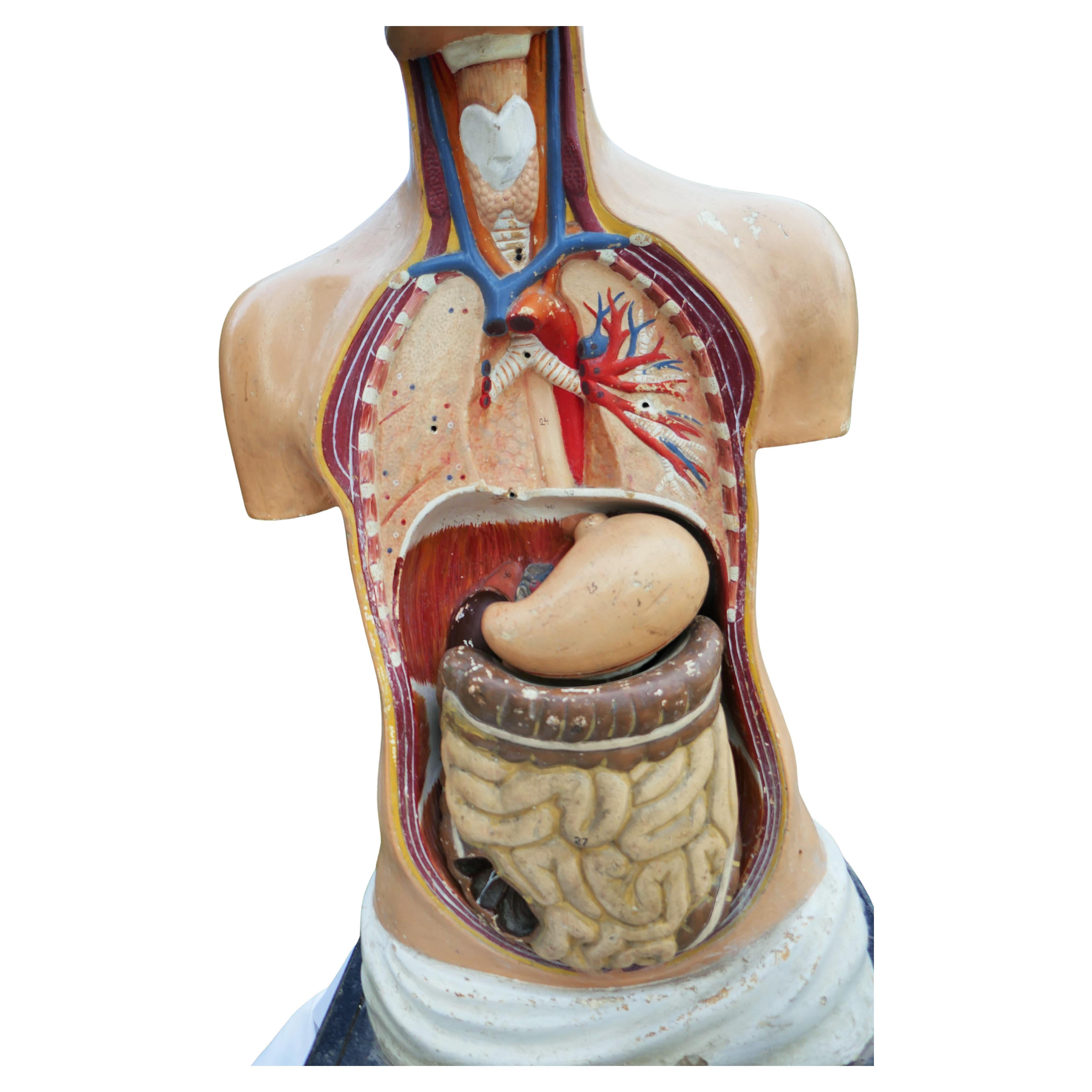 Italian or German anatomical bust. For Sale 2