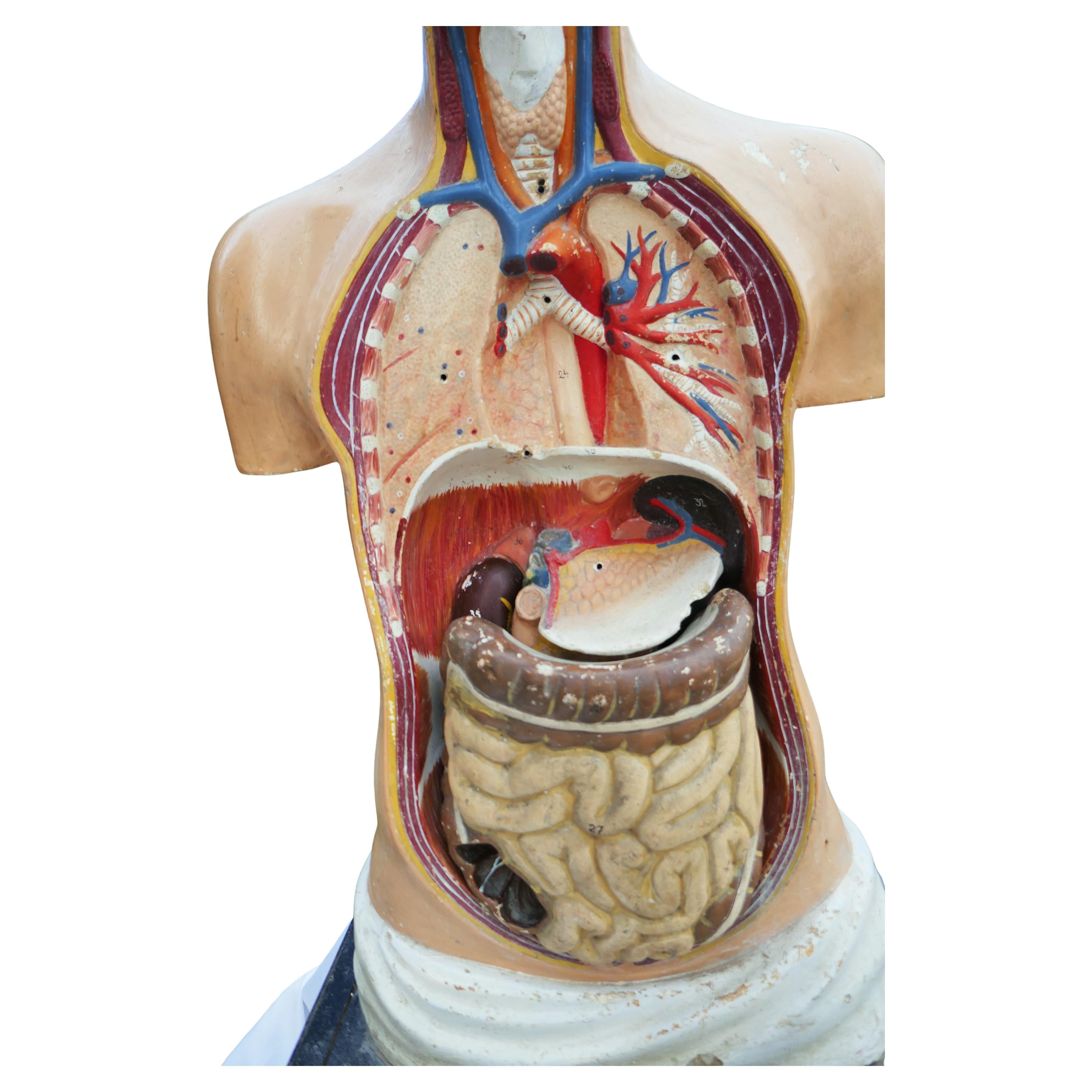 Italian or German anatomical bust. For Sale 3