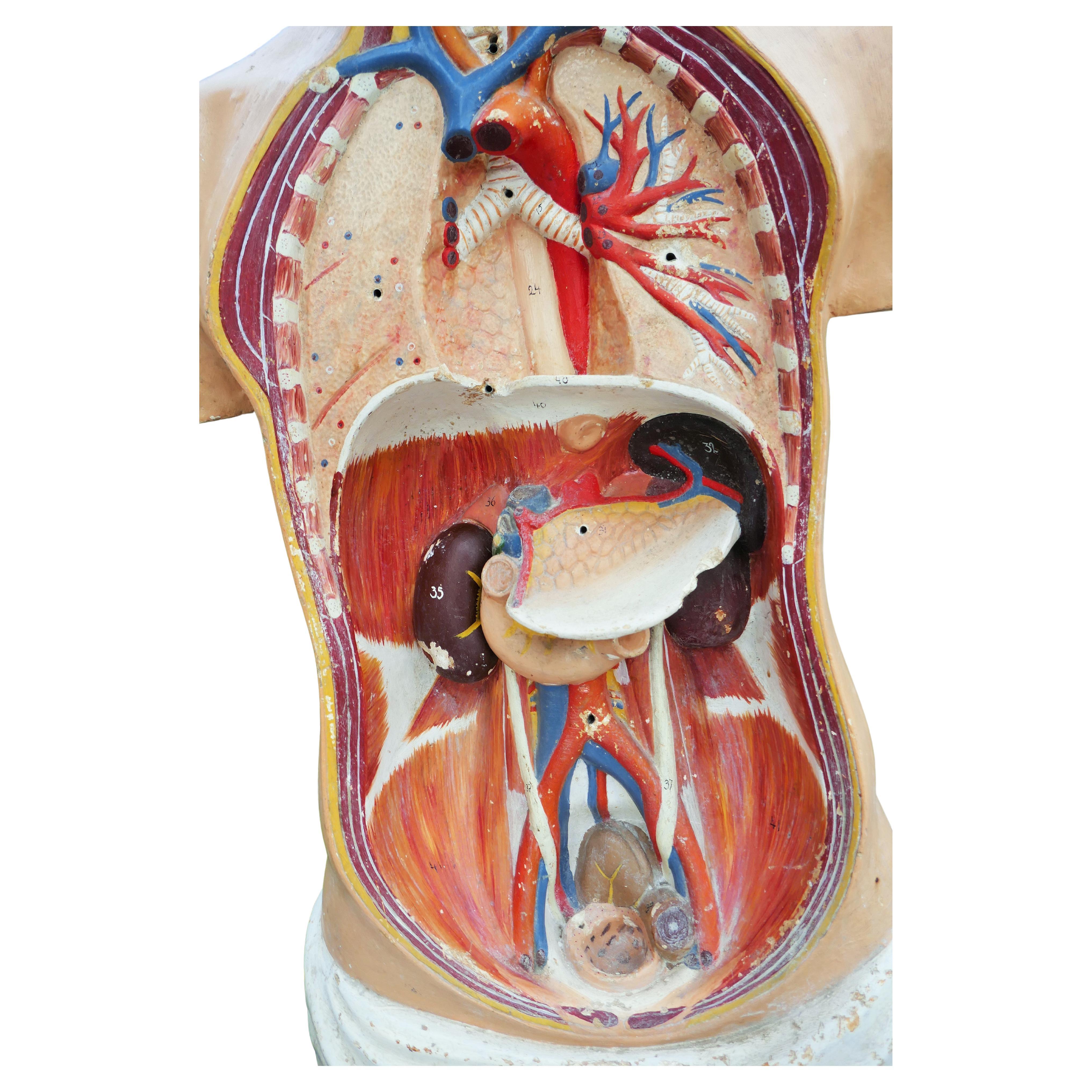 Italian or German anatomical bust. For Sale 4