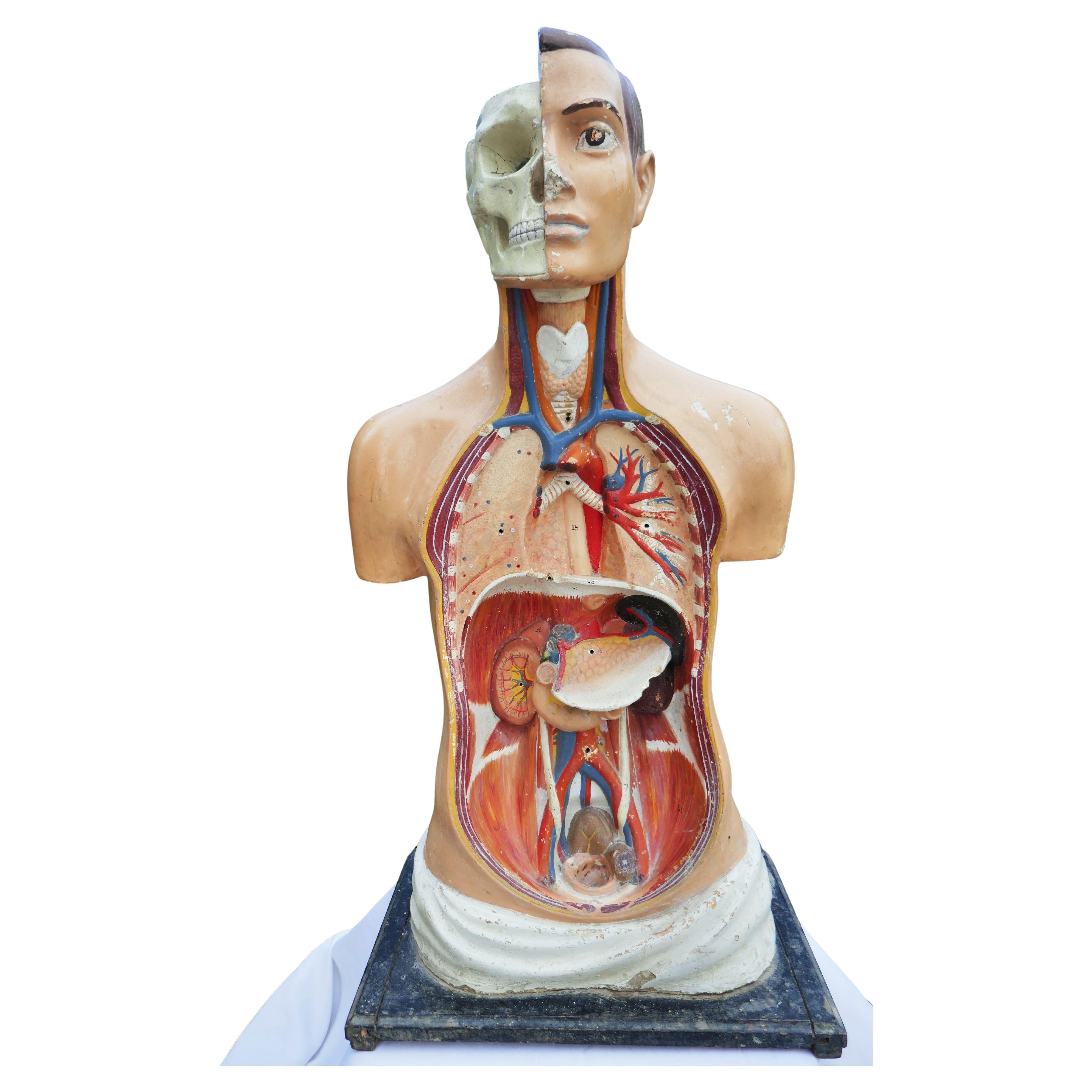 Italian or German anatomical bust.