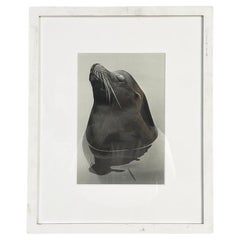 Italian Post-Modern Black and White Photographic Print of a Seal, 2000s