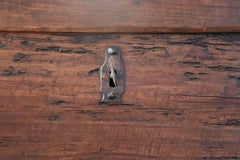 Italian Rare Antique Miniature Blanket Chest in Poplar