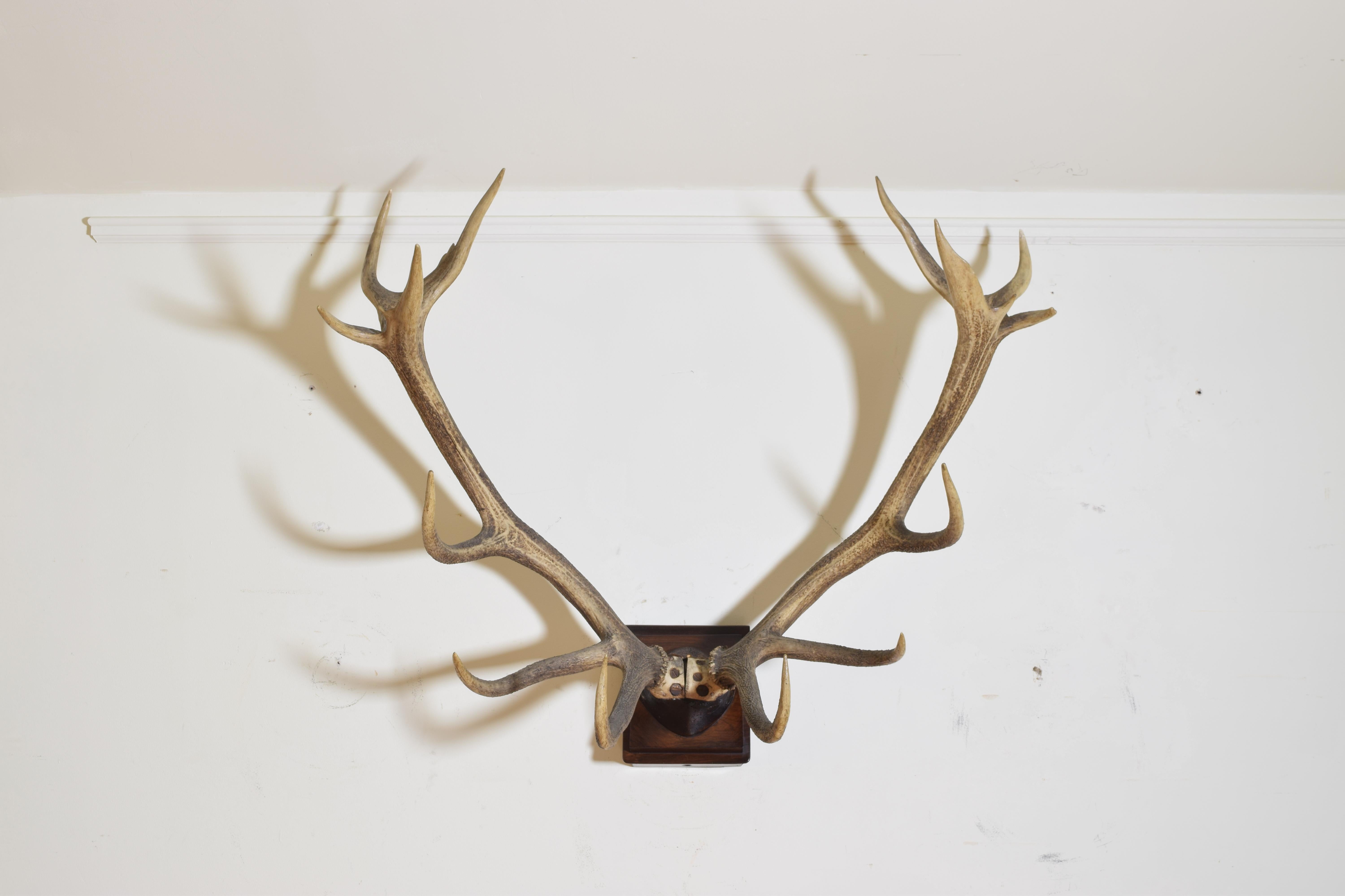 The antlers and partial skull monted on a triangular walnut backplate, triangular to allow the span of the antlers to clear the wall when hung, the red deer (Cervus elaphus) is one of the largest deer species. The red deer inhabits most of Europe,