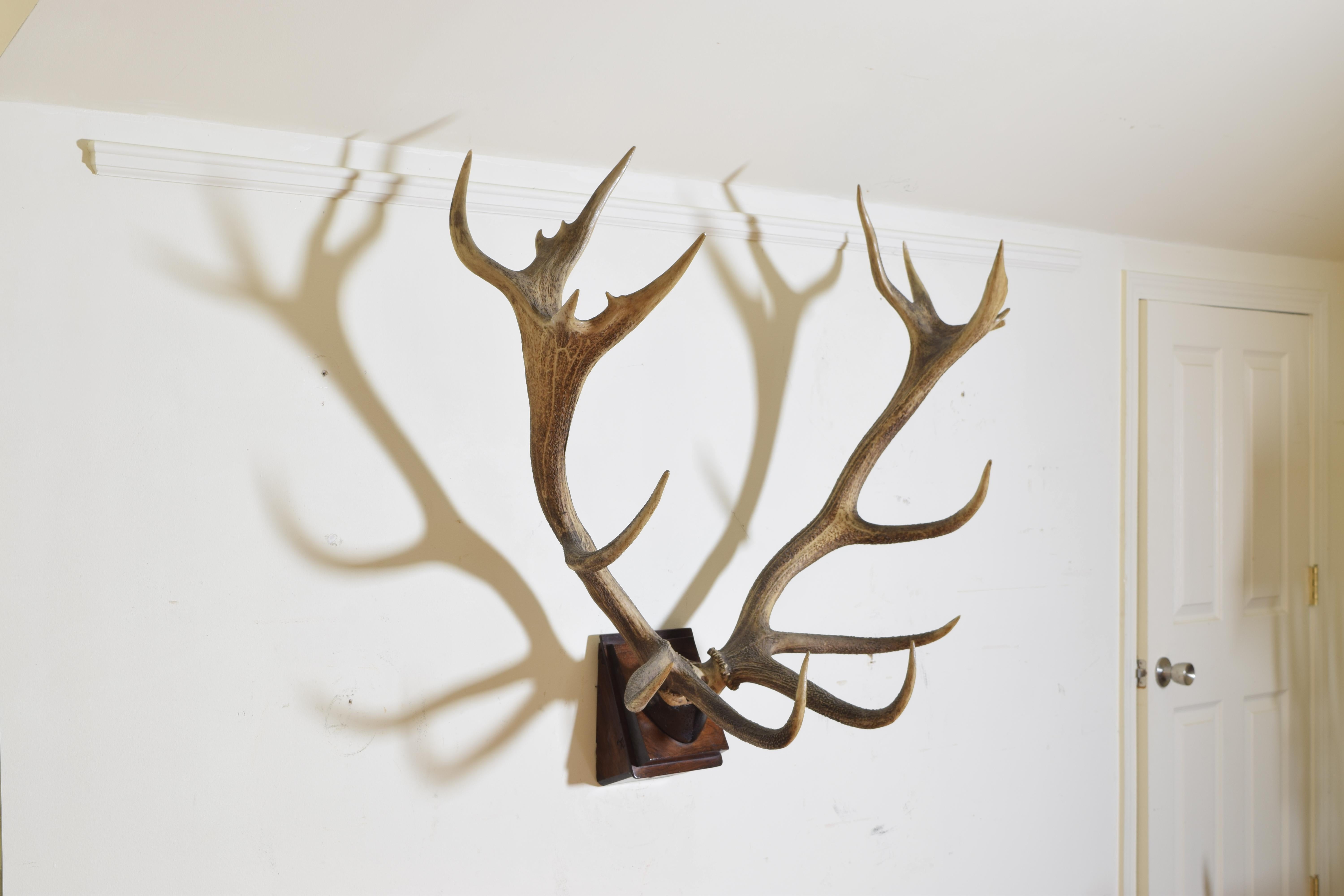 European Italian Red Deer and Partial Skull Mount, Early 20th Century