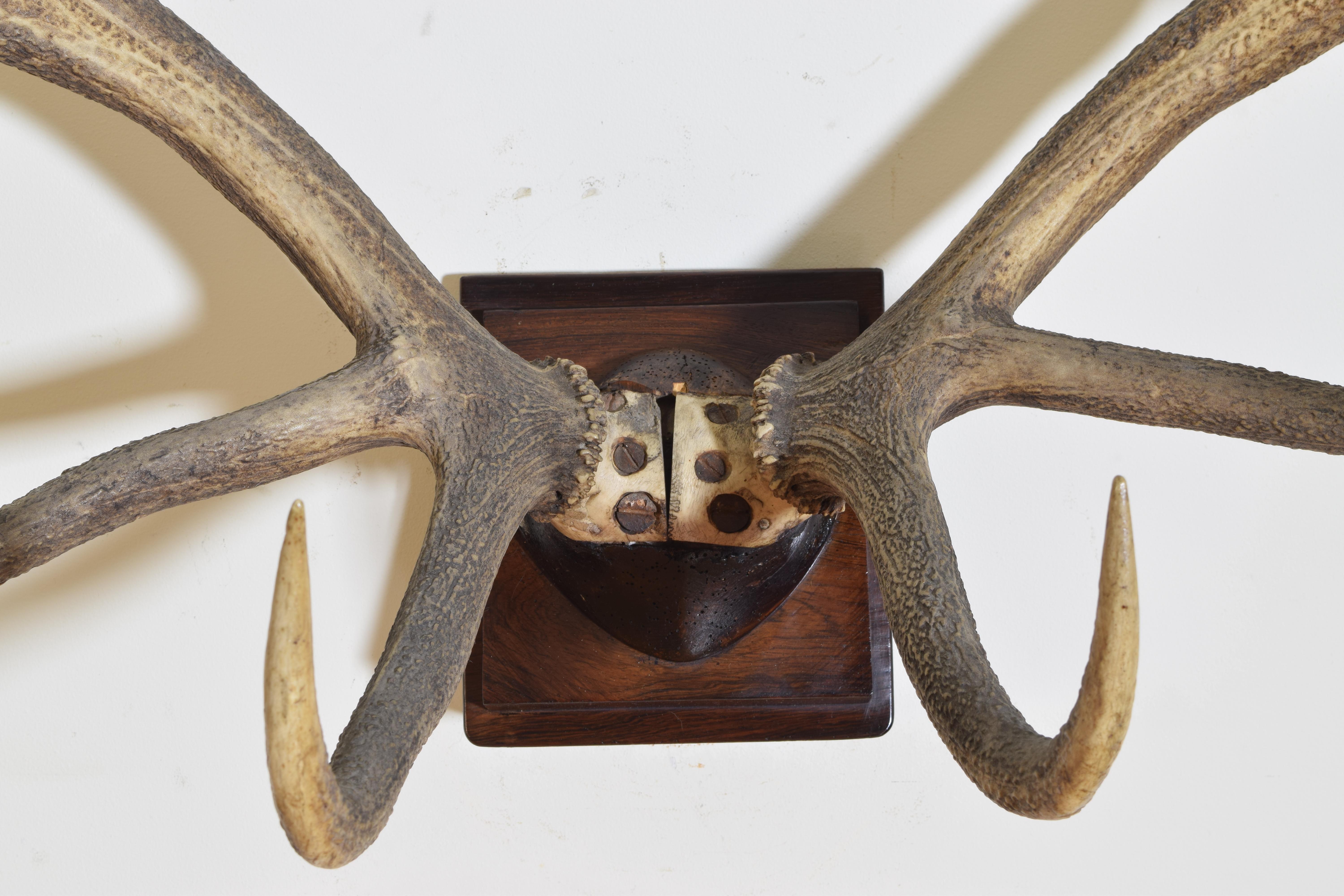 Italian Red Deer and Partial Skull Mount, Early 20th Century In Good Condition In Atlanta, GA