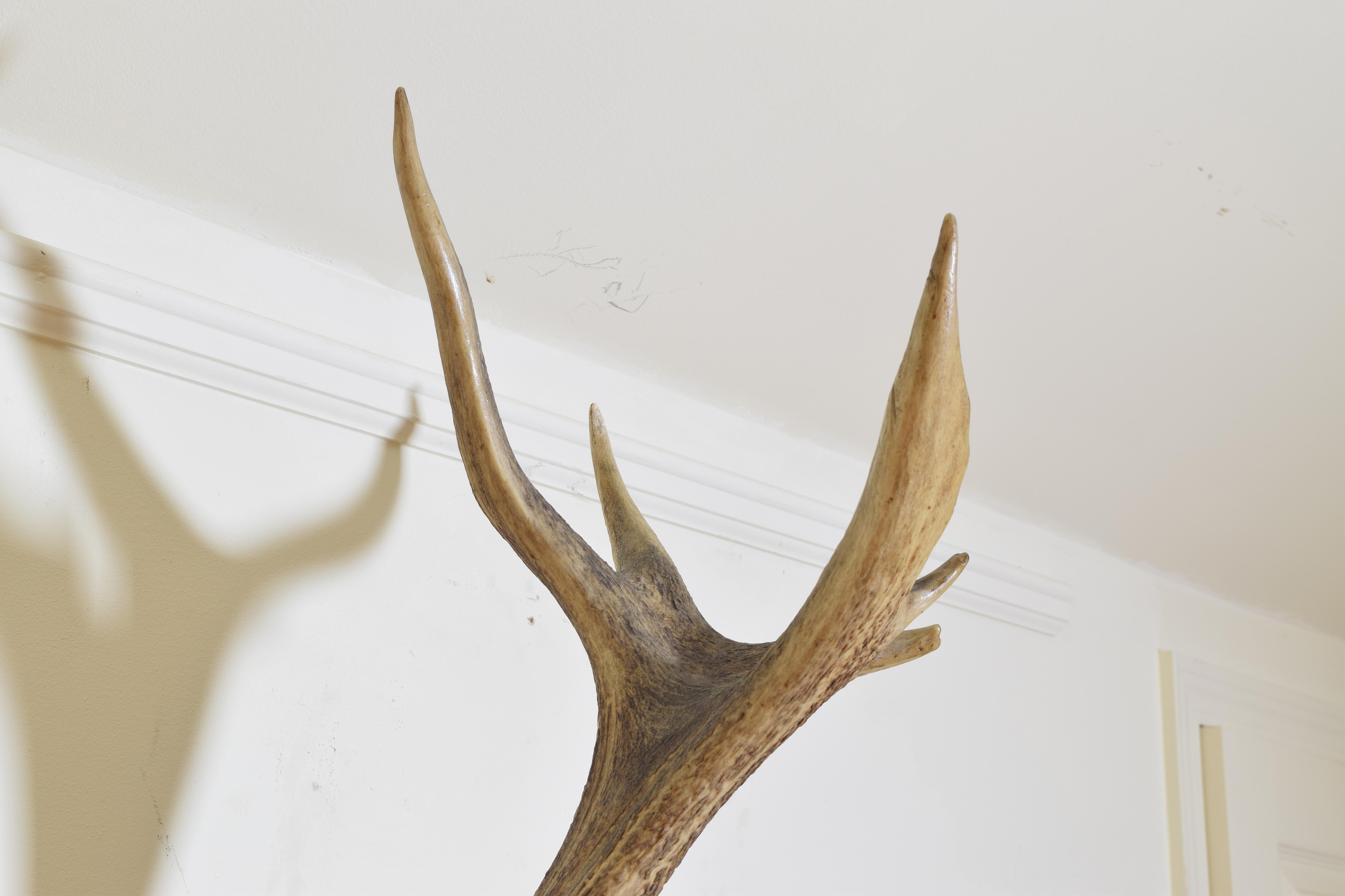 Italian Red Deer and Partial Skull Mount, Early 20th Century 1