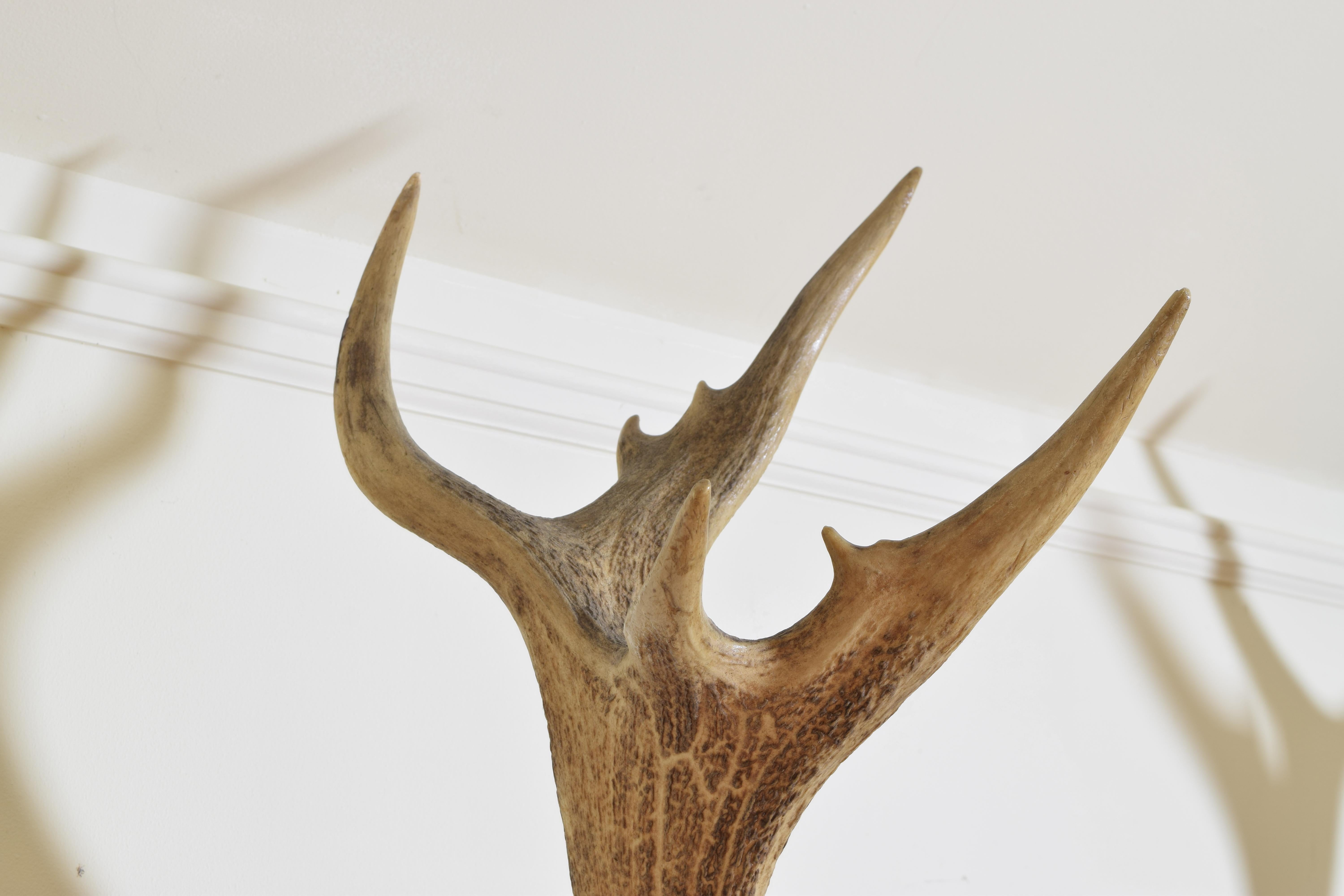 Italian Red Deer and Partial Skull Mount, Early 20th Century 2