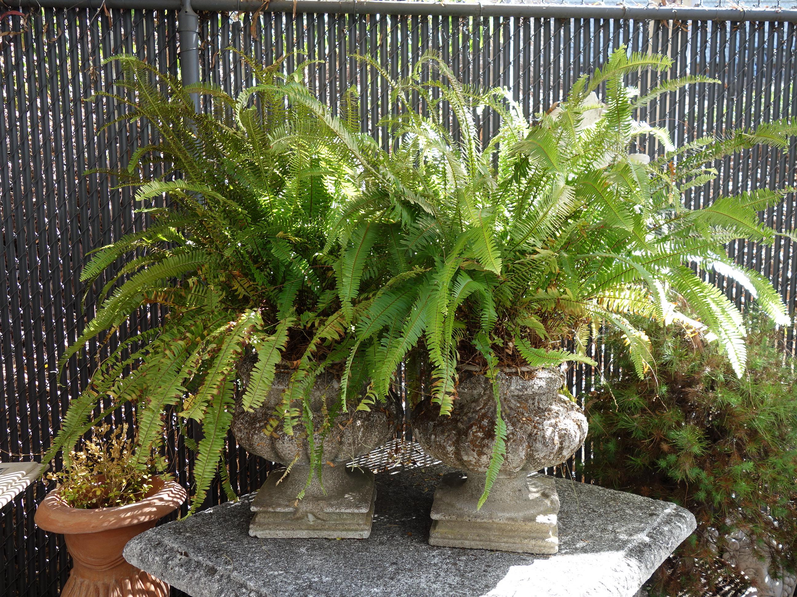 Patinated Italian Renaissance Style Grisaglia Cast Stone Bacellati Vessel Planters 2 Pairs