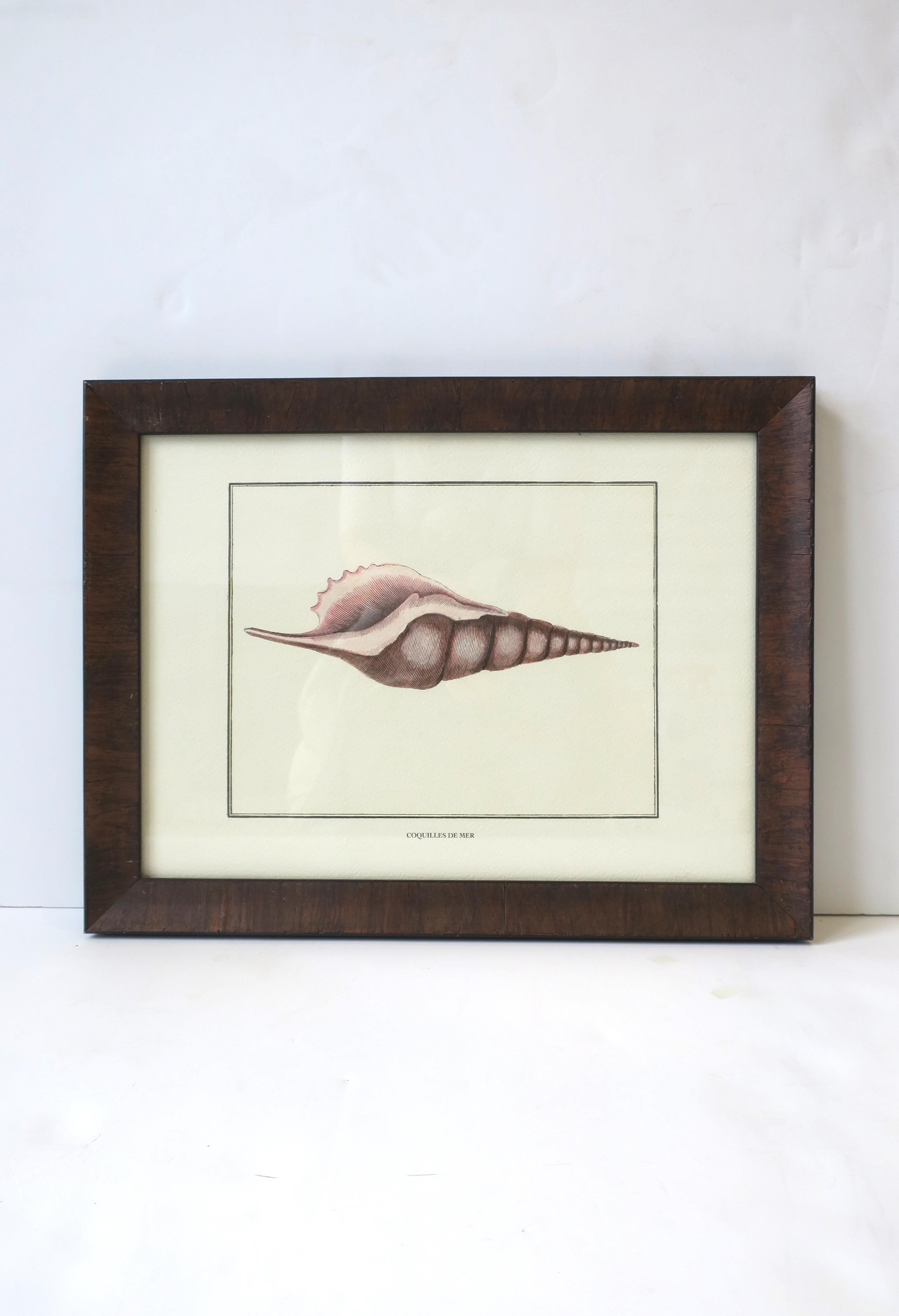 A beautiful Italian seashell framed print, circa late-20th century, Italy. Seashell print is from Florence, Italy, as reads on back white label. On front, at base of shell, it reads 'coquilles de mer' (seashell). Print is finished with a very