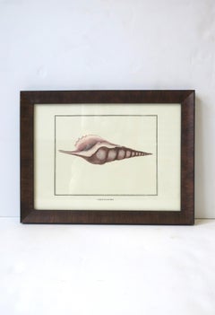 Italian Seashell Print Artwork Wall Art