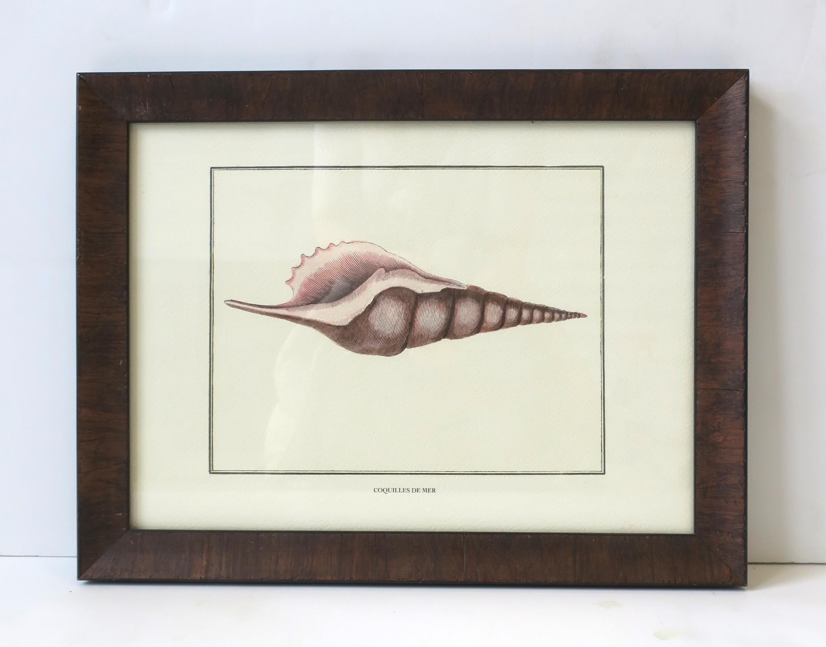 Glass Italian Seashell Print Artwork Wall Art For Sale