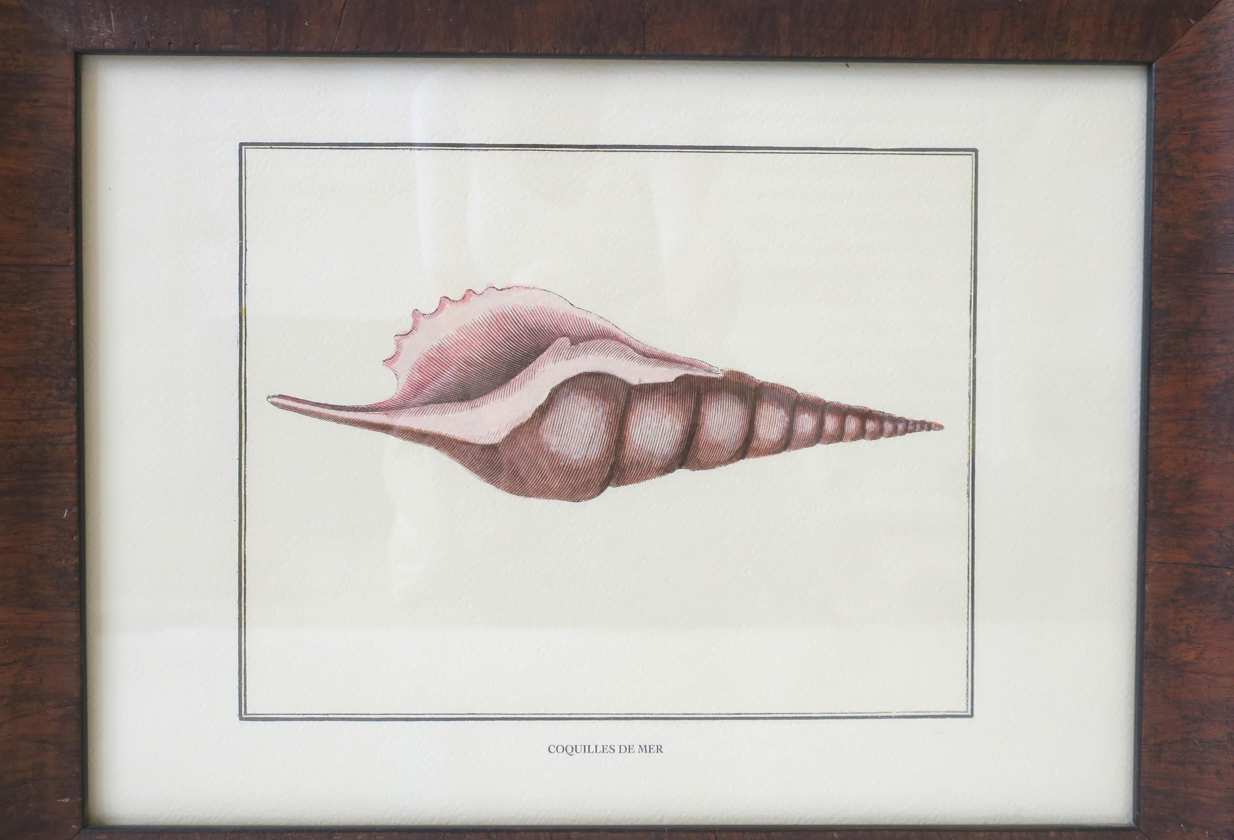 Italian Seashell Print Artwork Wall Art For Sale 1