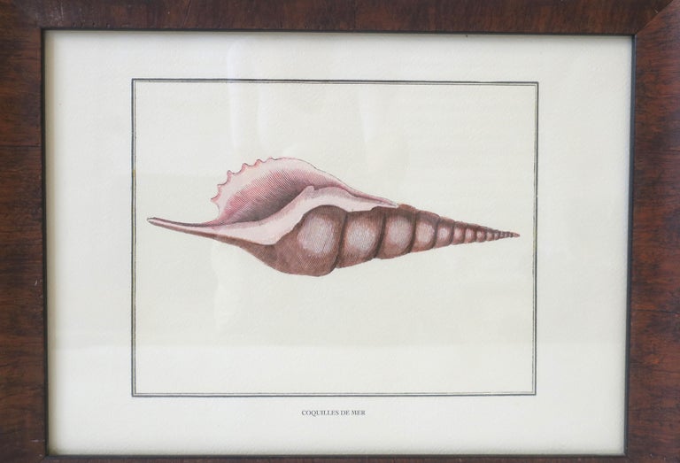 Italian Seashell Print Artwork Wall Art For Sale at 1stDibs