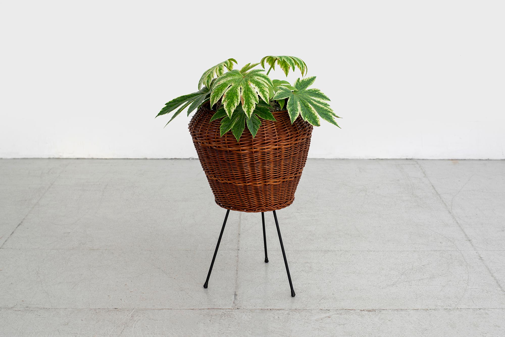 Italian Wicker planter with iron tripod base and great shape.