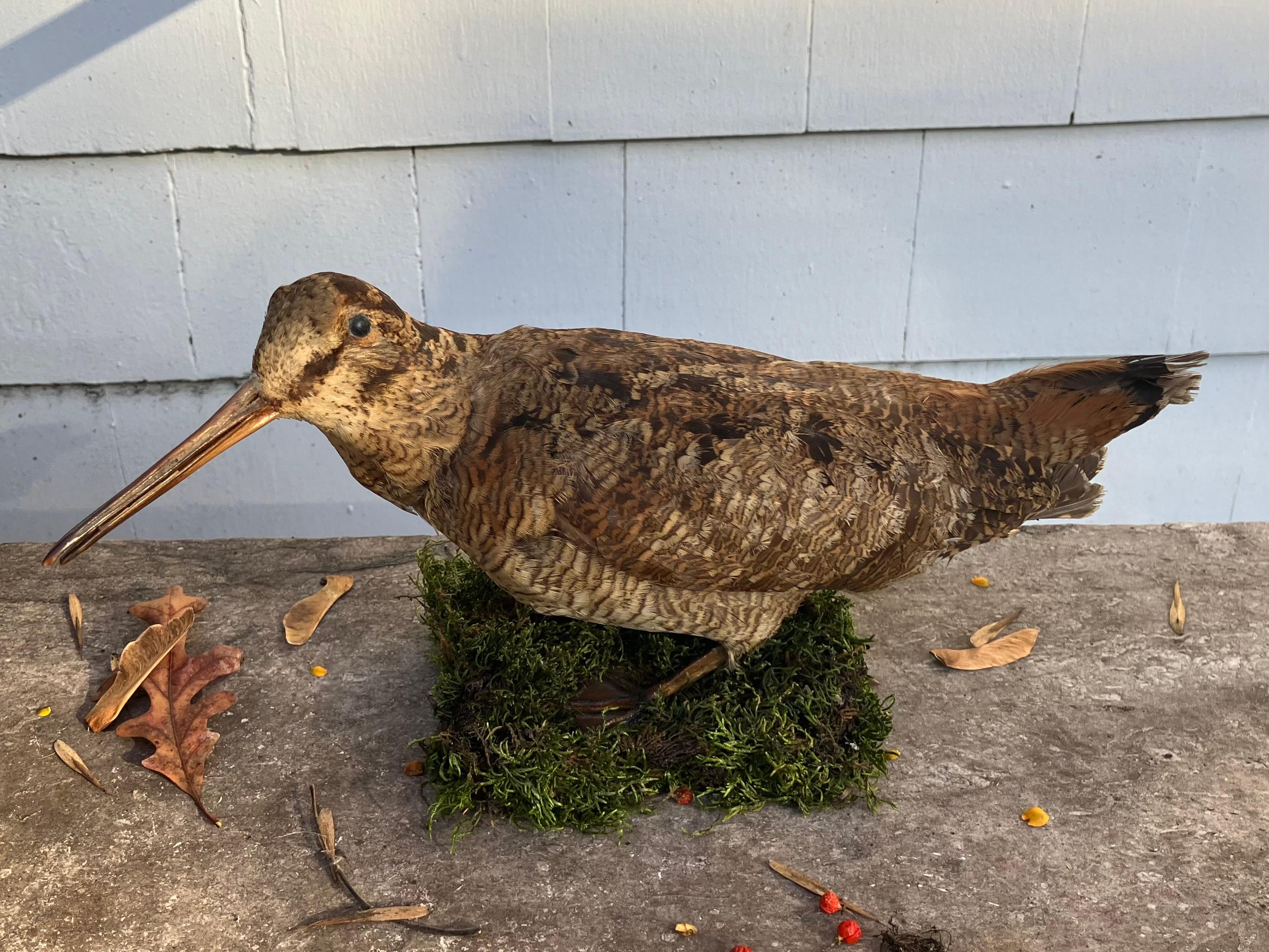 Italienische Waldschnepfe. Vintage Italienisch taxidermy Waldschnepfe montiert auf Holz-Plattform mit Moos angewendet. Italien ca. 1940er Jahre 
Abmessungen: 13