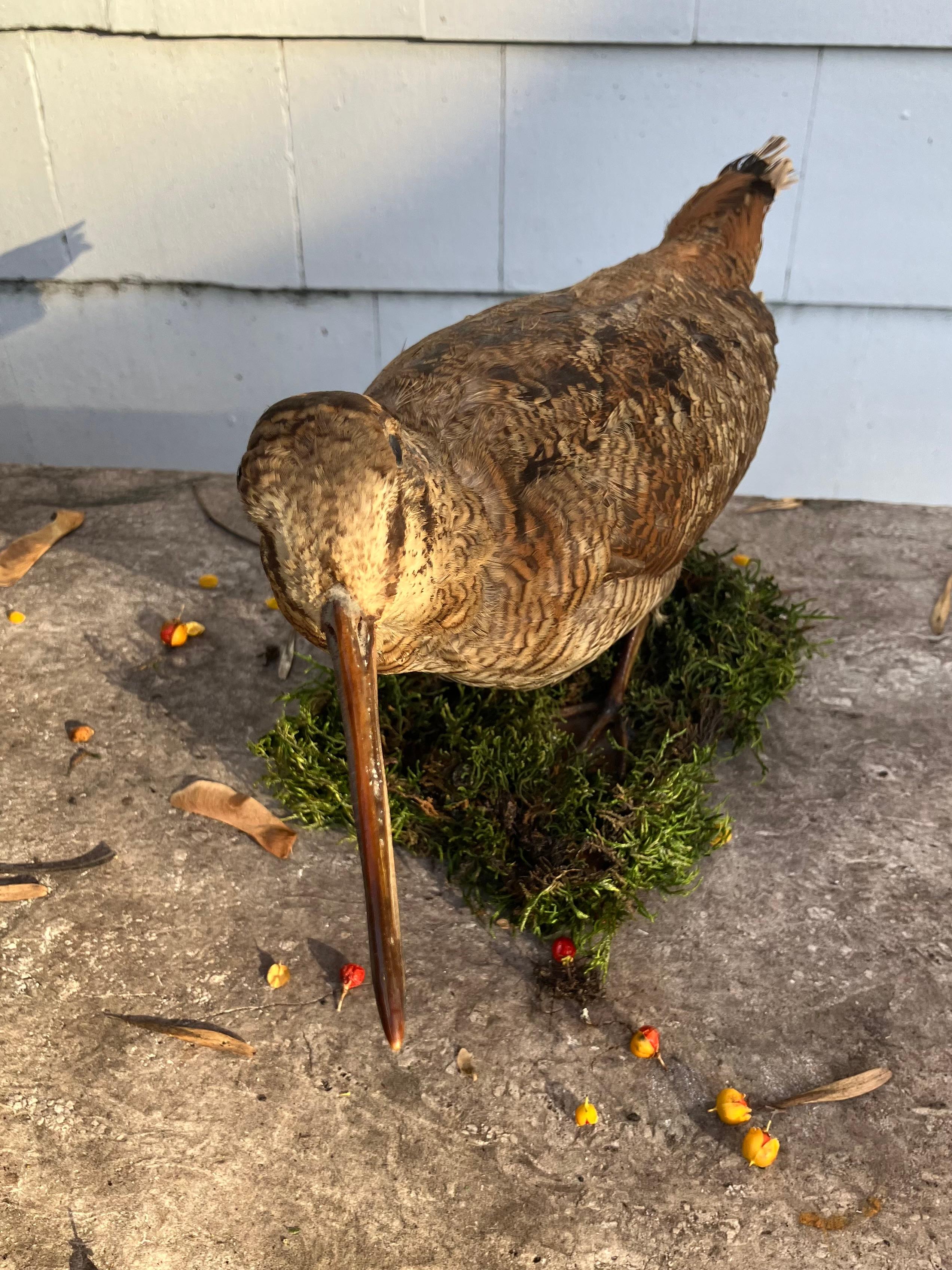 Italienische Waldschnepfe (Handgefertigt) im Angebot
