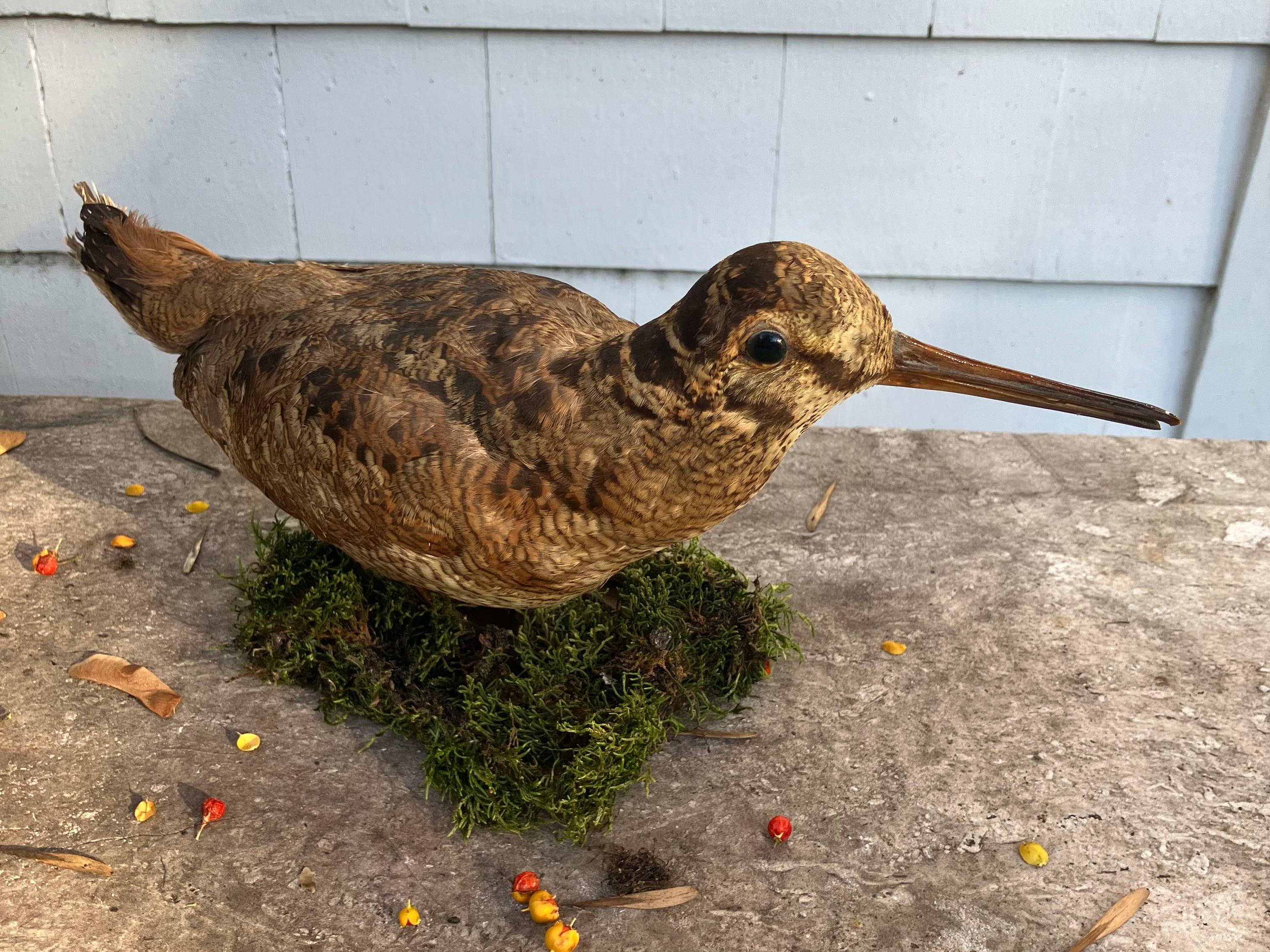 Italienische Waldschnepfe im Zustand „Gut“ im Angebot in New York, NY