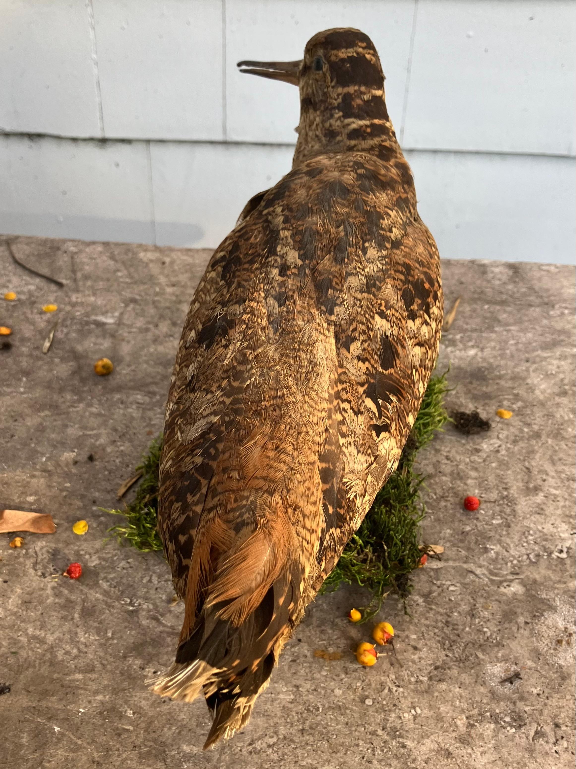 Italienische Waldschnepfe (Mitte des 20. Jahrhunderts) im Angebot