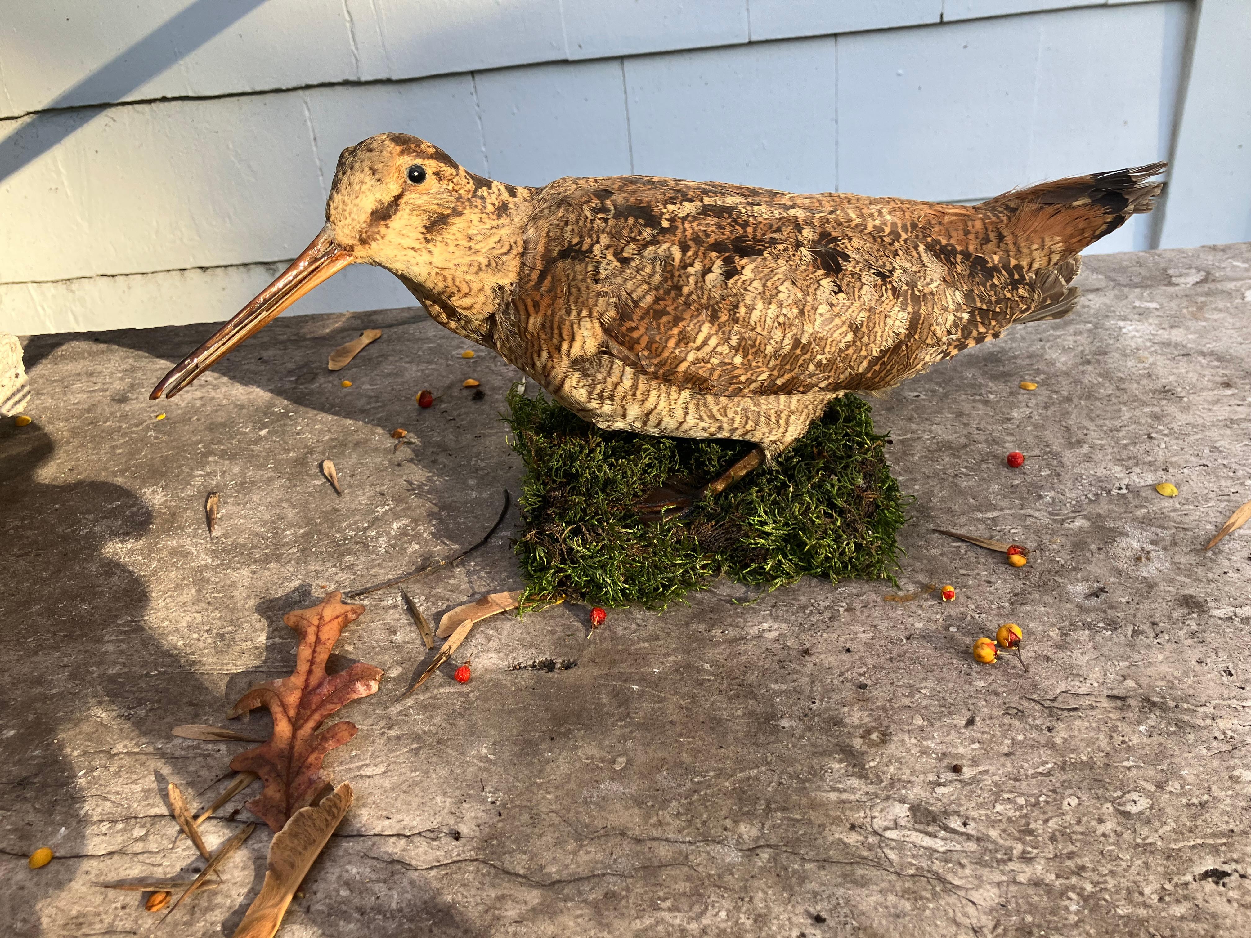 Italienische Waldschnepfe (Organisches Material) im Angebot