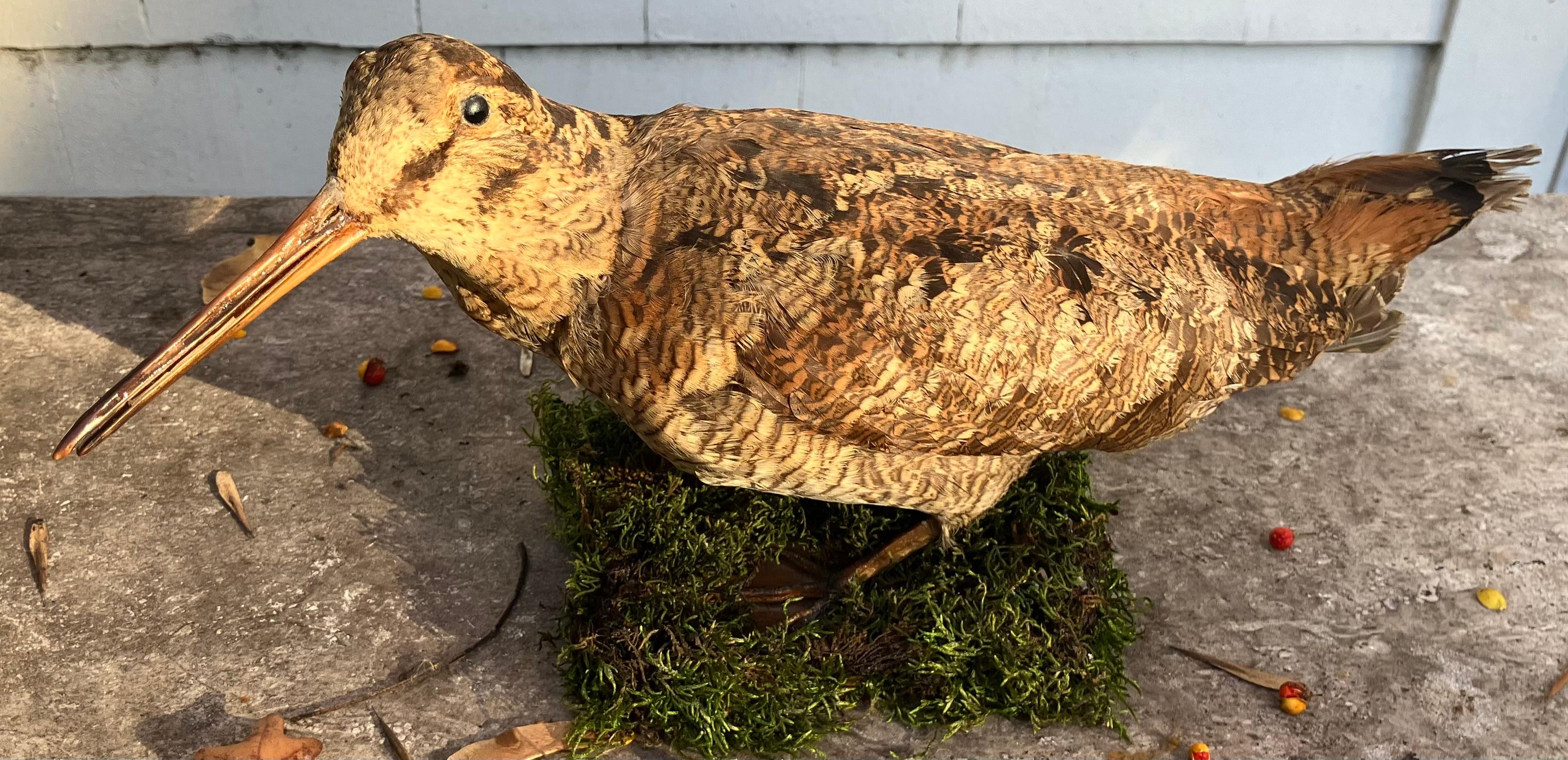 Italienische Waldschnepfe im Angebot 1