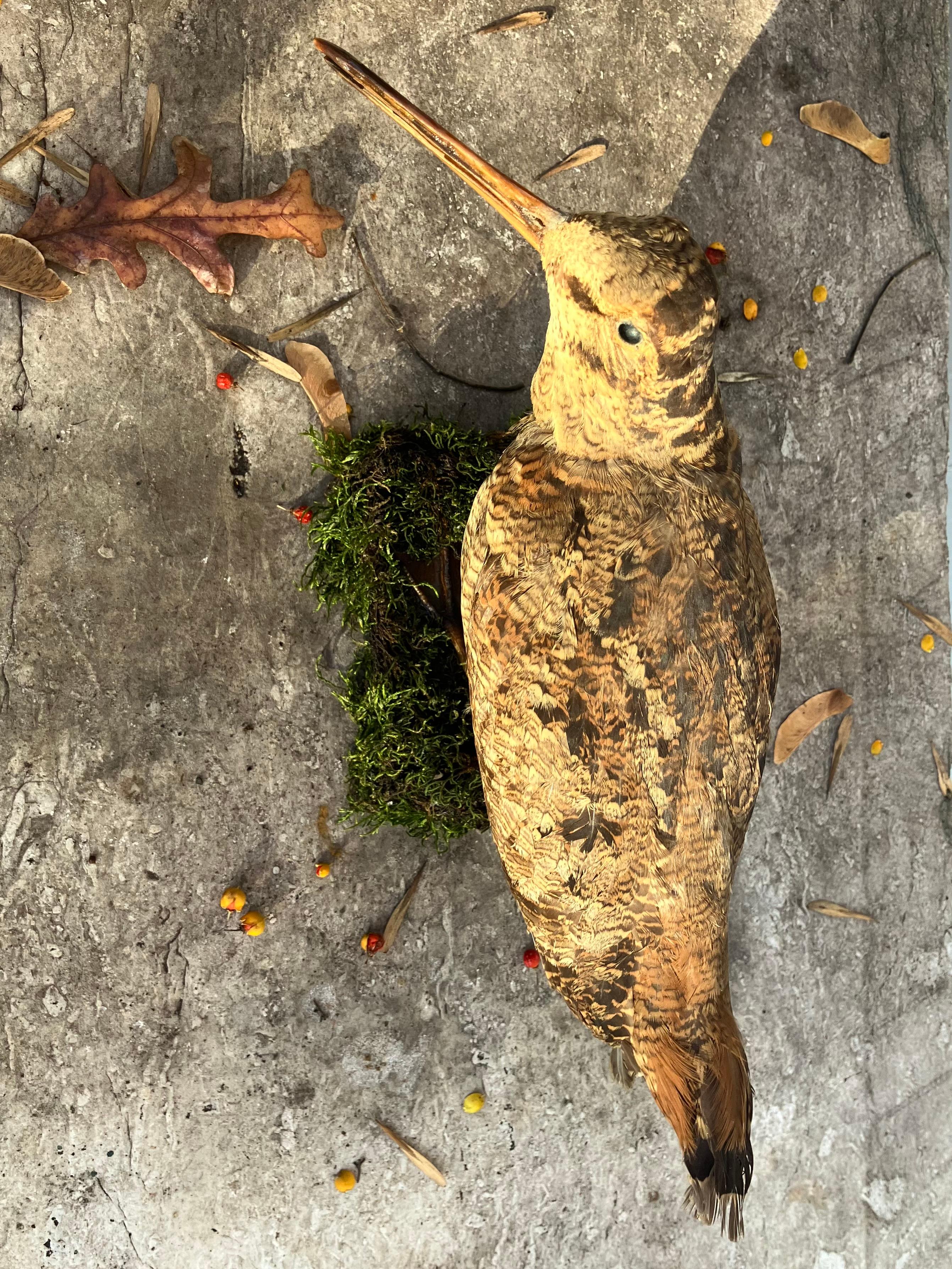 Italienische Waldschnepfe im Angebot 2