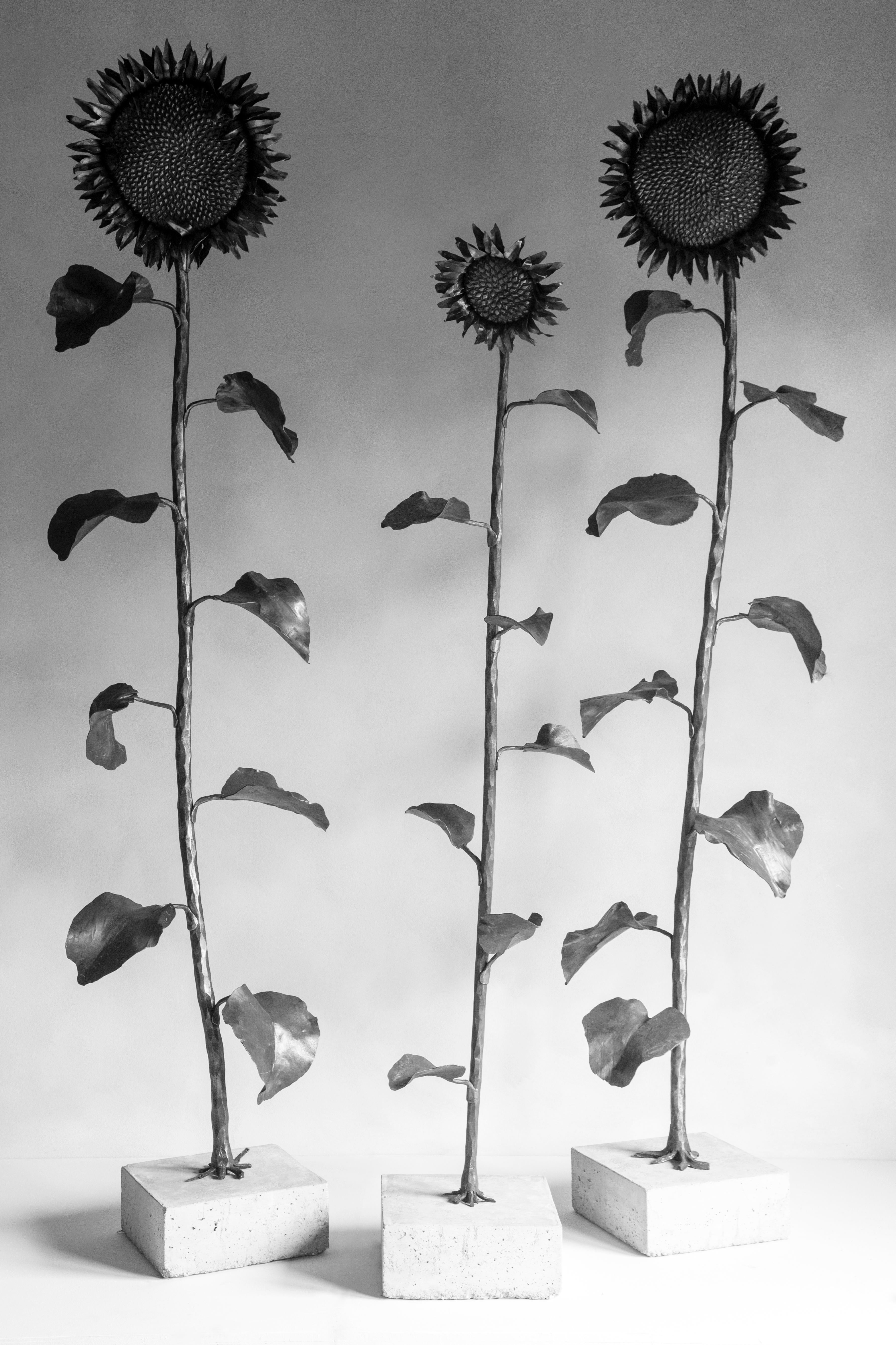 Sunflower - Wrought iron indoor and outdoor sculpture - Sculpture di Ivan Zanoni