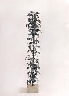 Unique piece black wrought iron Beanstalk  - outdoor indoor sculpture