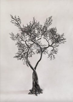 Unique wrought Iron two branches Olive tree - outdoor indoor sculpture