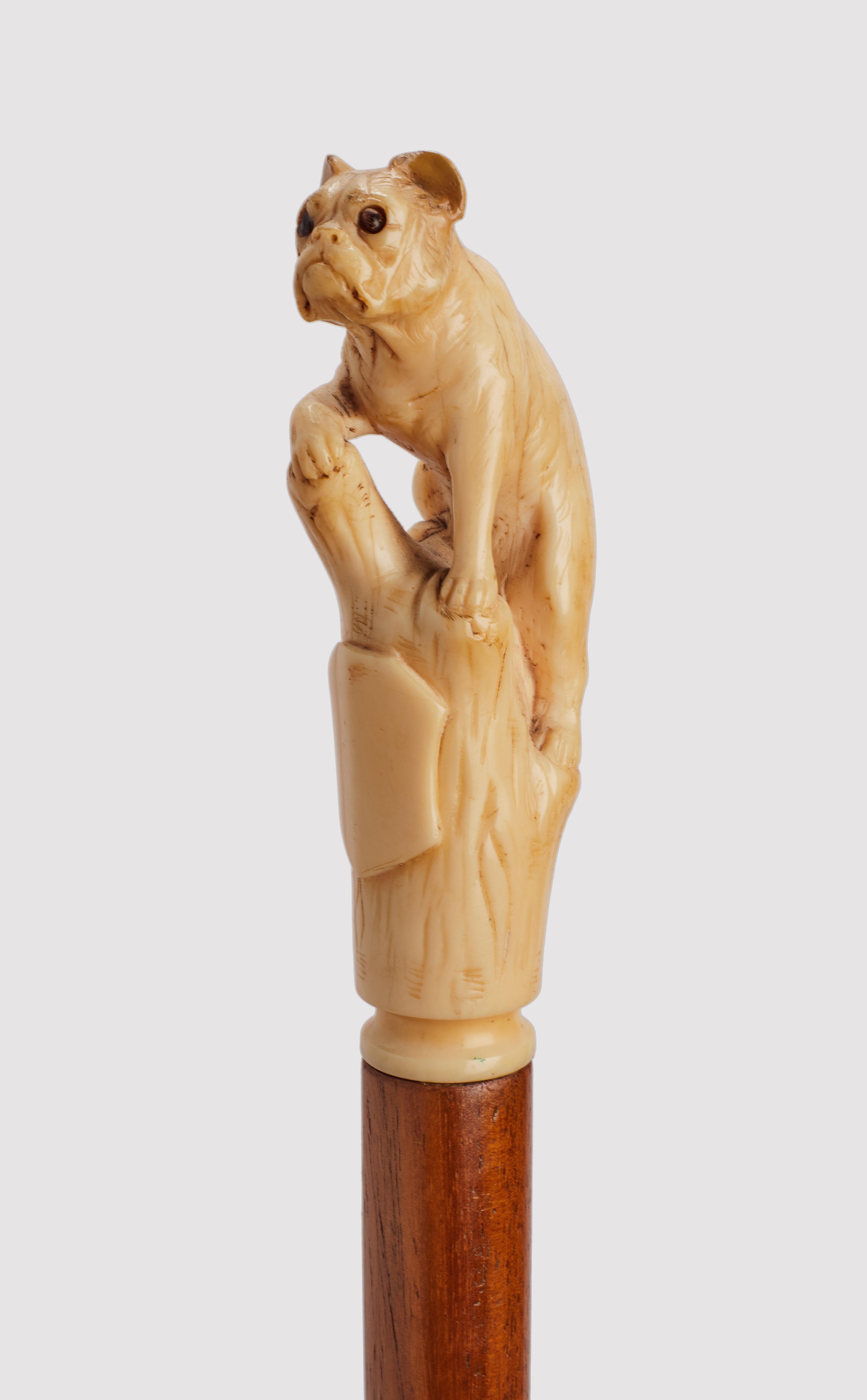 Canne : Manche en ivoire sculpté représentant un bouledogue français assis avec une patte sur une branche. Yeux en verre sulfurisé. Arbre en bois de Malacca. Ferule métallique. France vers 1880. (LIVRAISON DANS L'UE UNIQUEMENT)