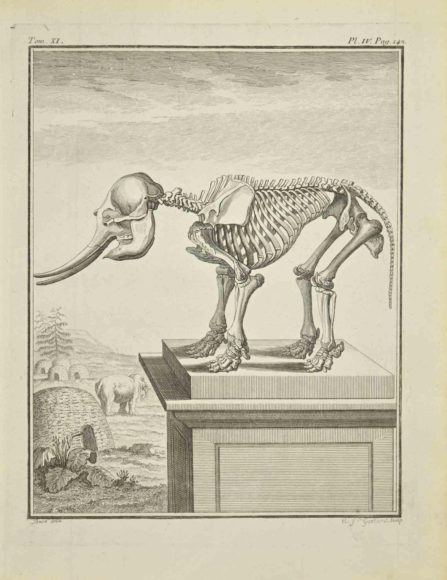Small Elephant Skeleton is an etching realized by J.-B. Guélard in 1771.

It belongs to the suite "Histoire naturelle, générale et particulière avec la description du Cabinet du Roi".

Artist's signature engraved lower right.

Good conditions,