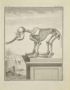 Skelett – Radierung von J.-B. Guélard- 1771