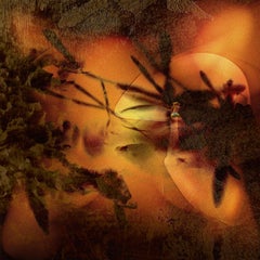 Cattails, Photograph, Archival Ink Jet