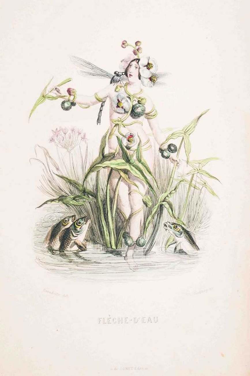 Flèche d'Eau - Les Fleurs Animées Vol.II - Lithographie de J. Grandville - 1847