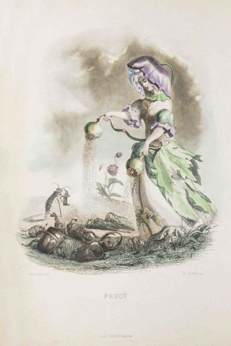 Pavot - Les Fleurs Animées Vol.I - Lithographie de J.J. Grandville - 1847