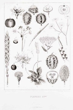 Antique Planche 2 - Les Fleurs Animées Vol.II - Lithograph by J.J. Grandville - 1847