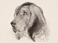 Head of the Bloodhound