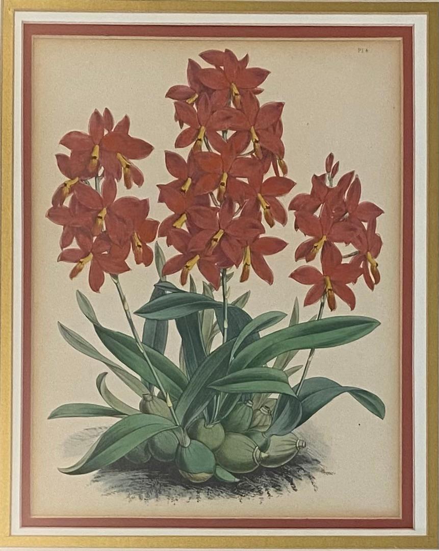 Botanical Species Print of a Trichopilia Suavis Alba plant, circa 19th Century. 
Professionally matted and framed in gilt wood frame. 

The framed measures 18