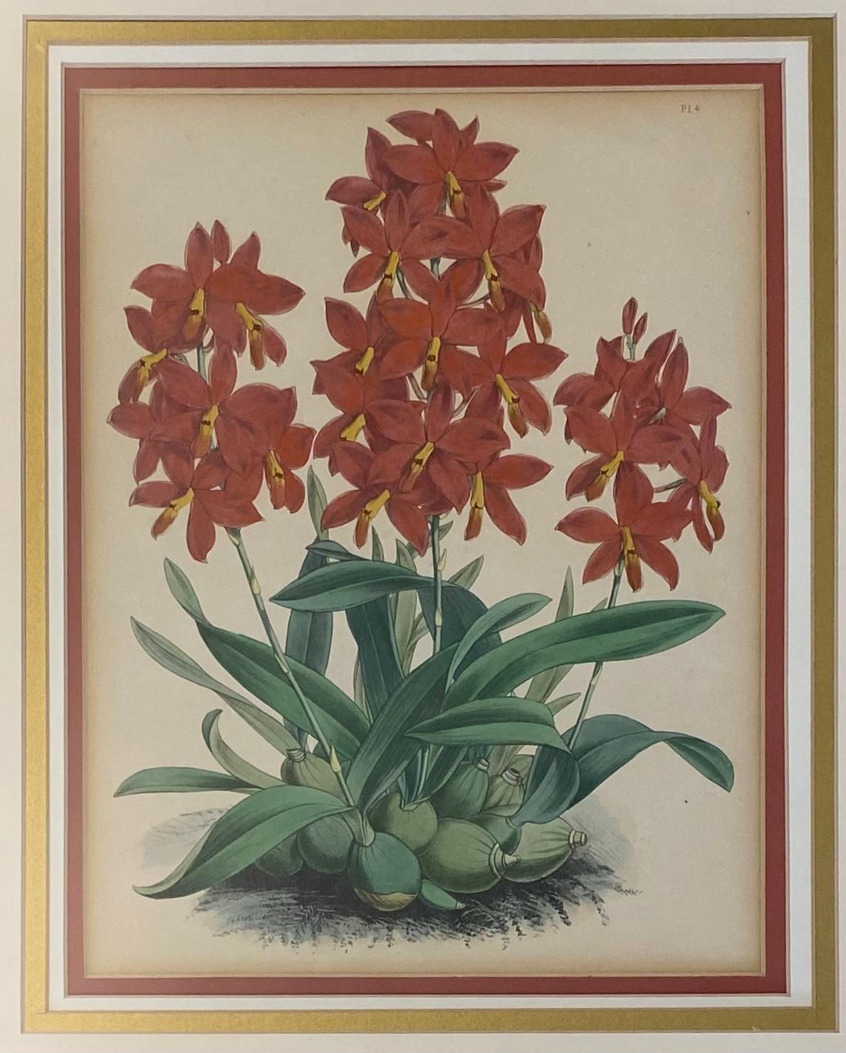 J. Nugent Fitch Orchids, 19th Century Hand Colored Engraving Print Framed 1