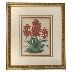J. Nugent Fitch Orchids, 19th Century Hand Colored Engraving Print Framed