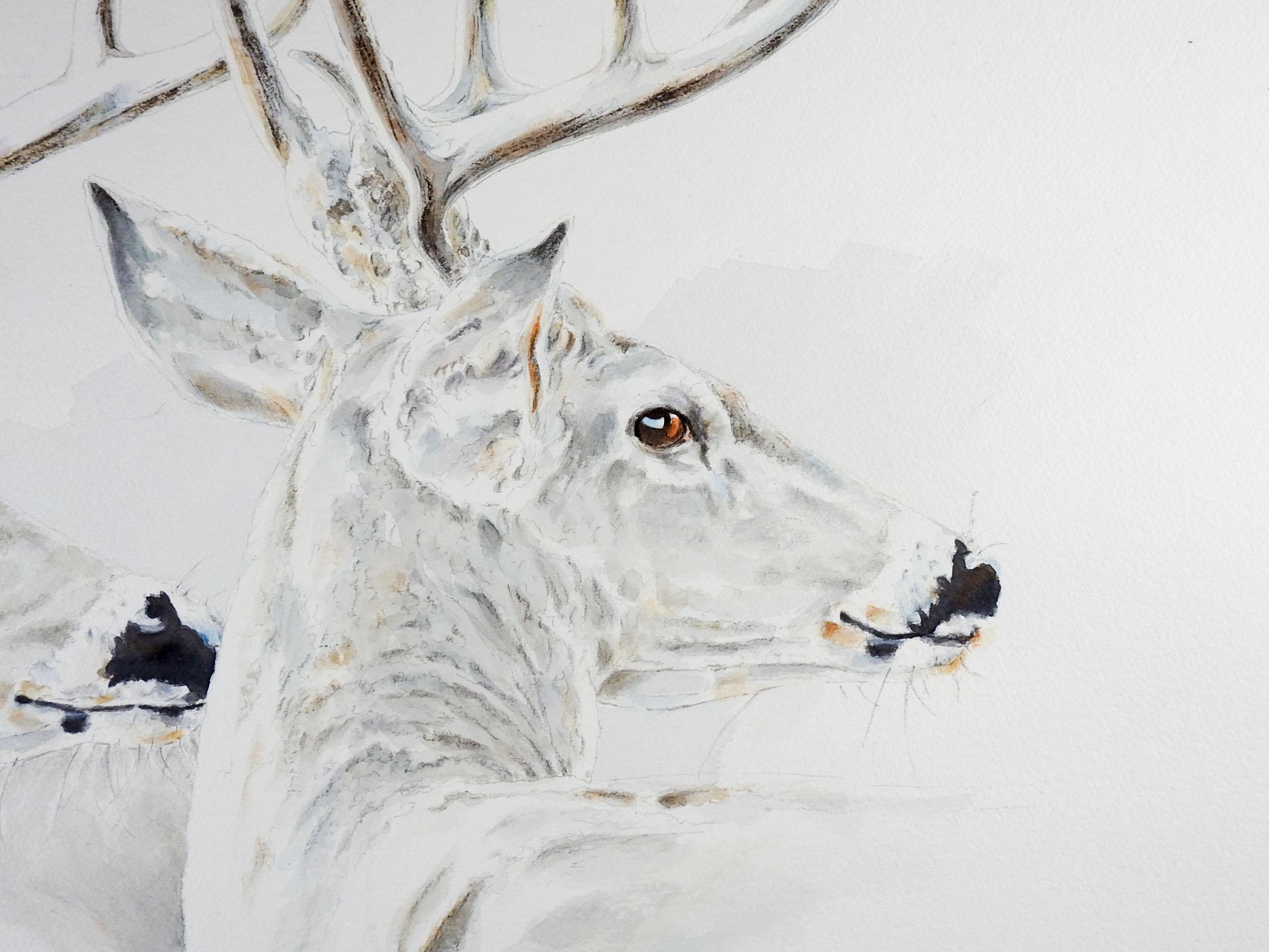 American J. Royal Telford Texas White Tail Deer Watercolor Painting For Sale