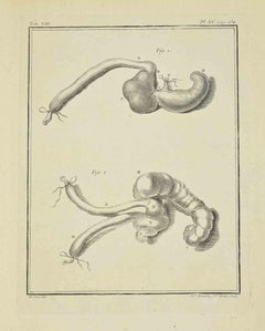 Animal's Digestive System - Etching by M.C. Rousselet - 1771