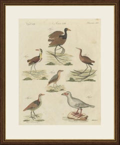 Jacanas and Wading Birds with Long Toes, Antique Bertuch Print, circa 1805
