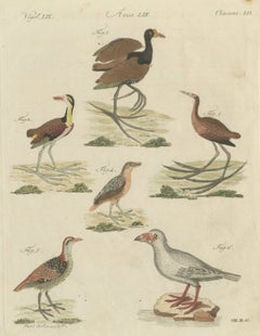 Jacanas and Wading Birds with Long Toes, Antique Bertuch Print, circa 1805